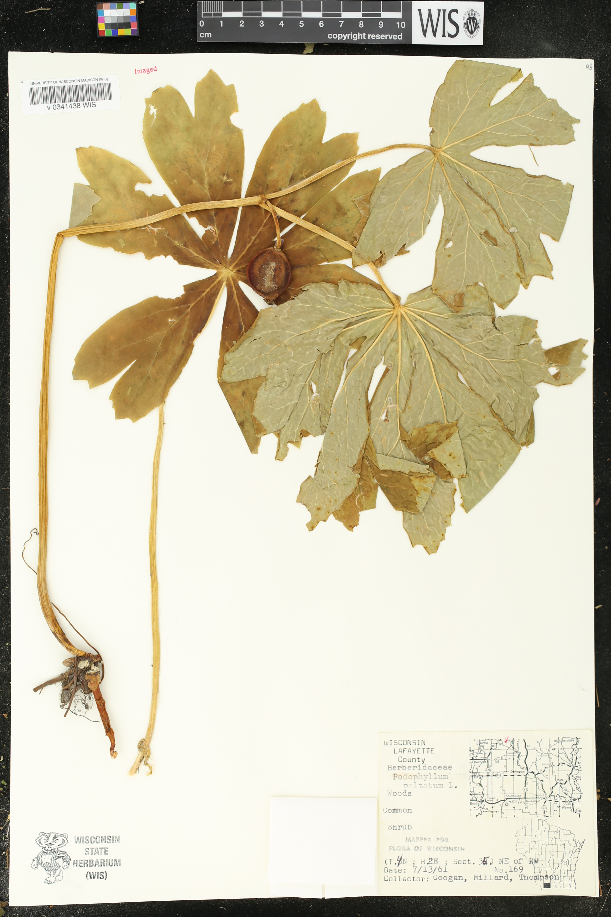 Podophyllum peltatum image
