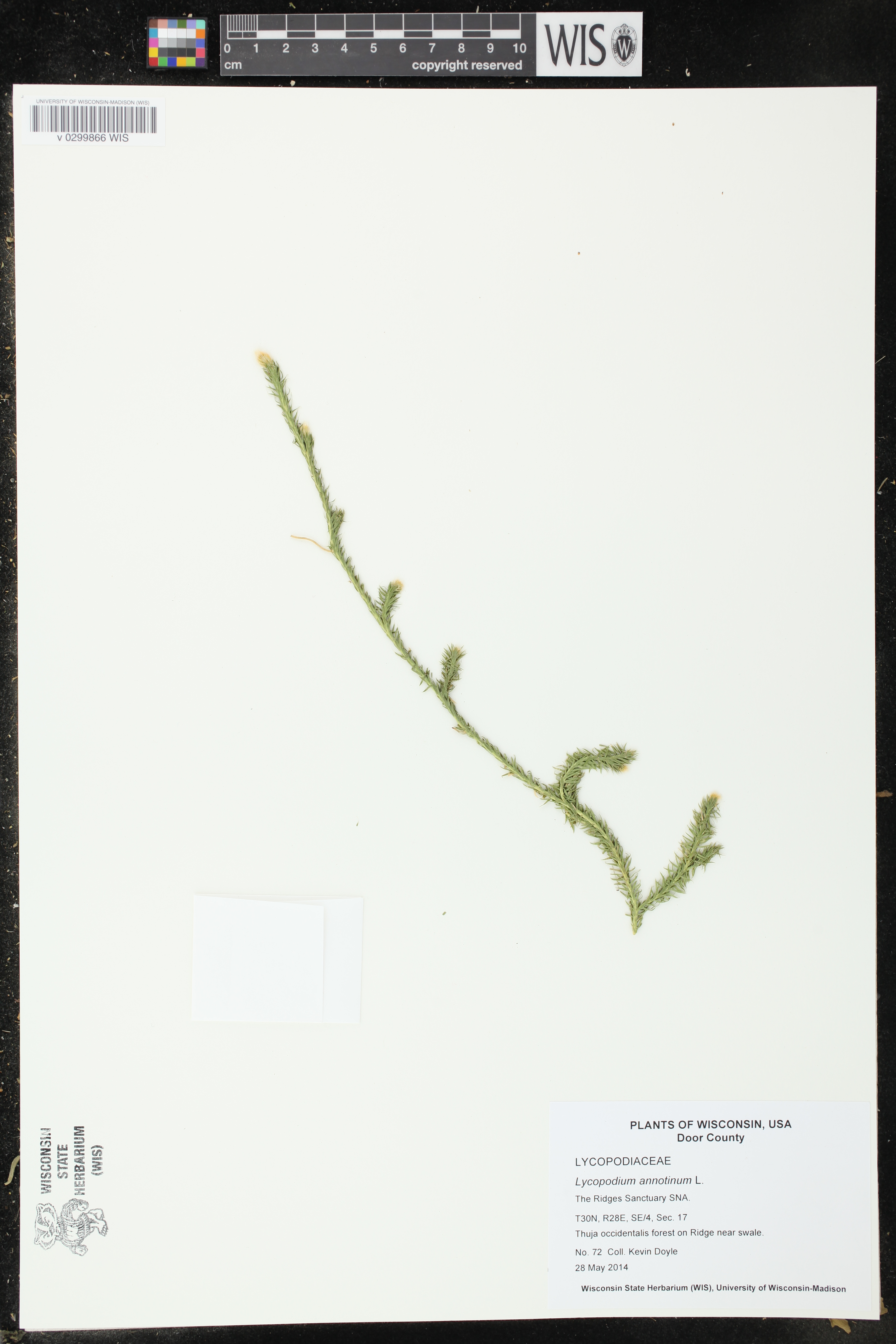 Spinulum annotinum image