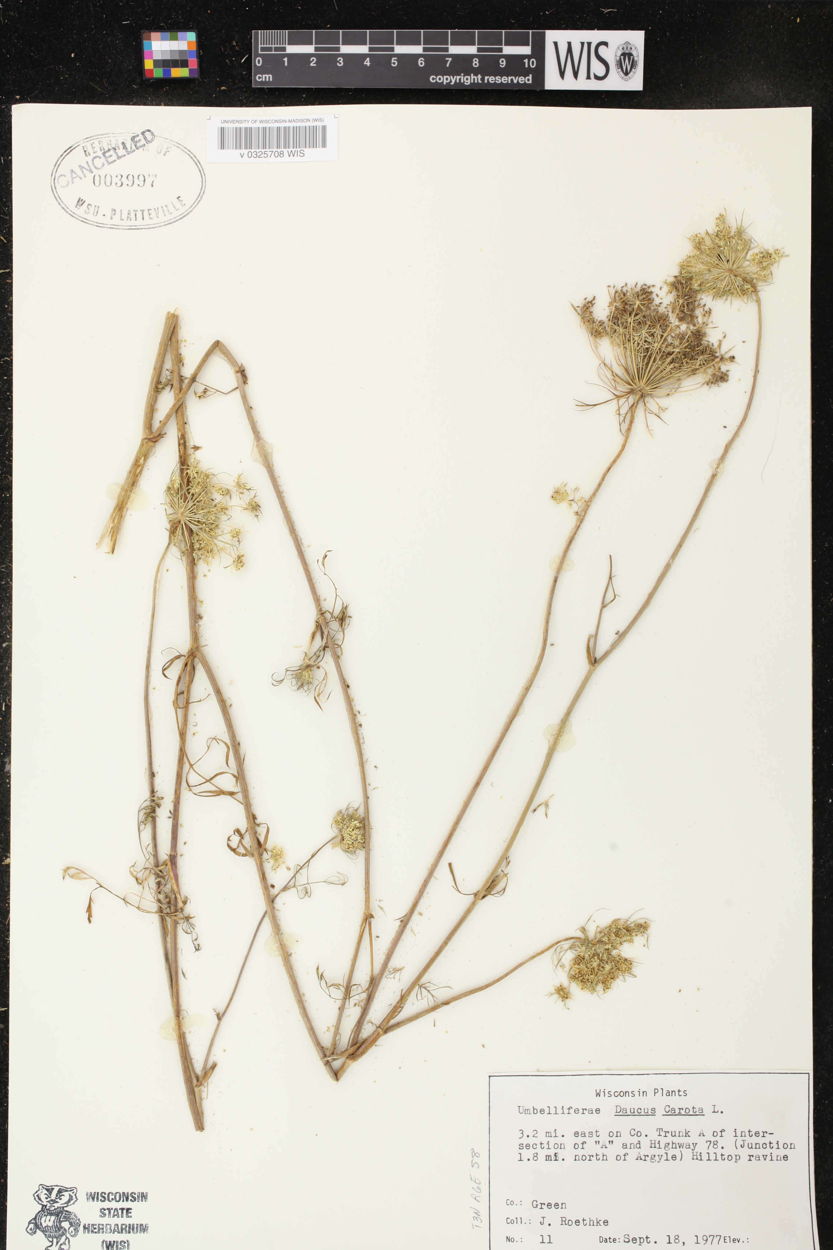 Daucus carota image
