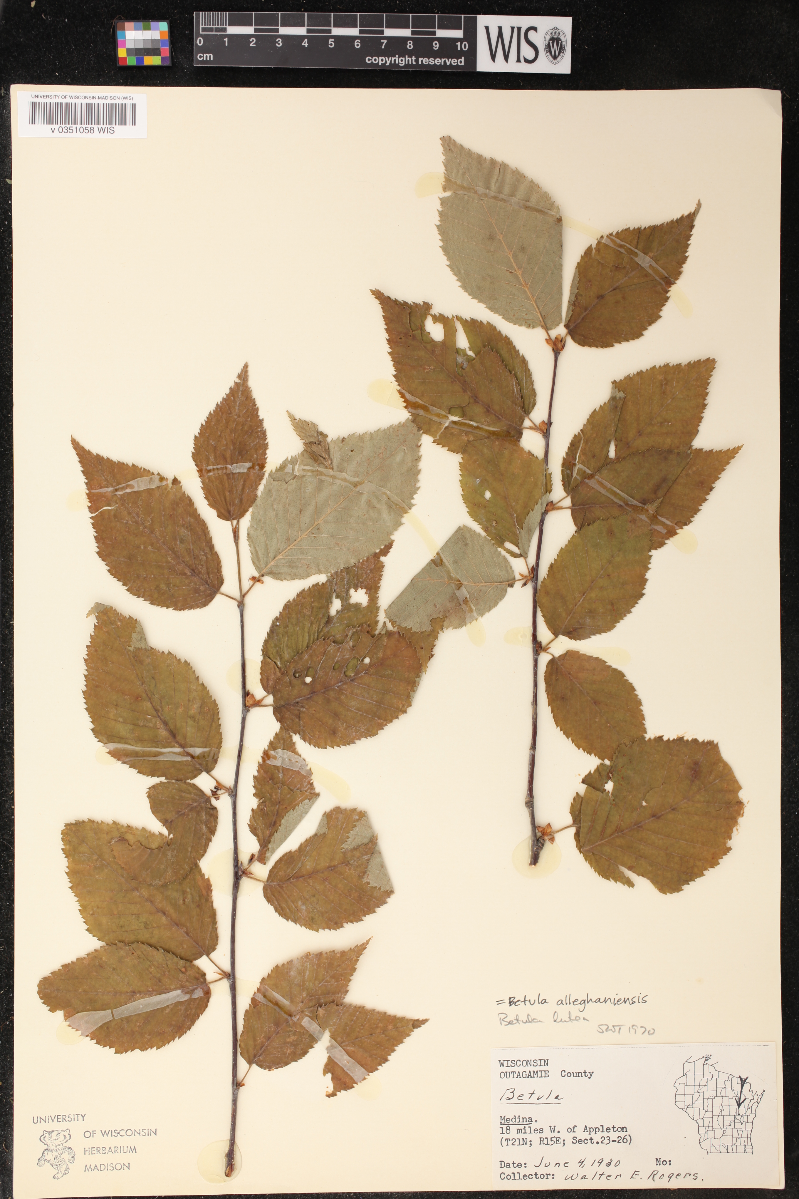 Betula alleghaniensis image