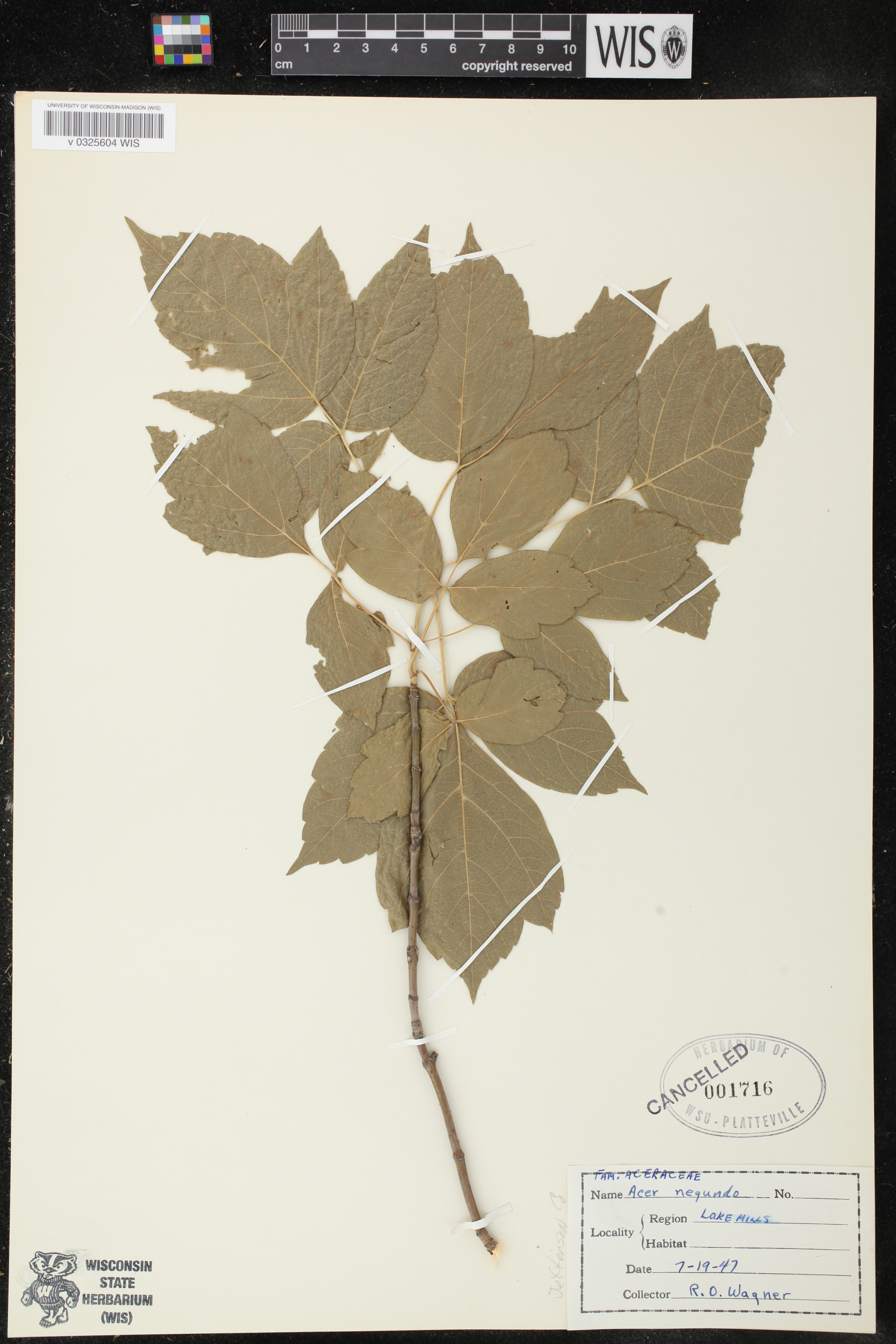 Acer negundo image