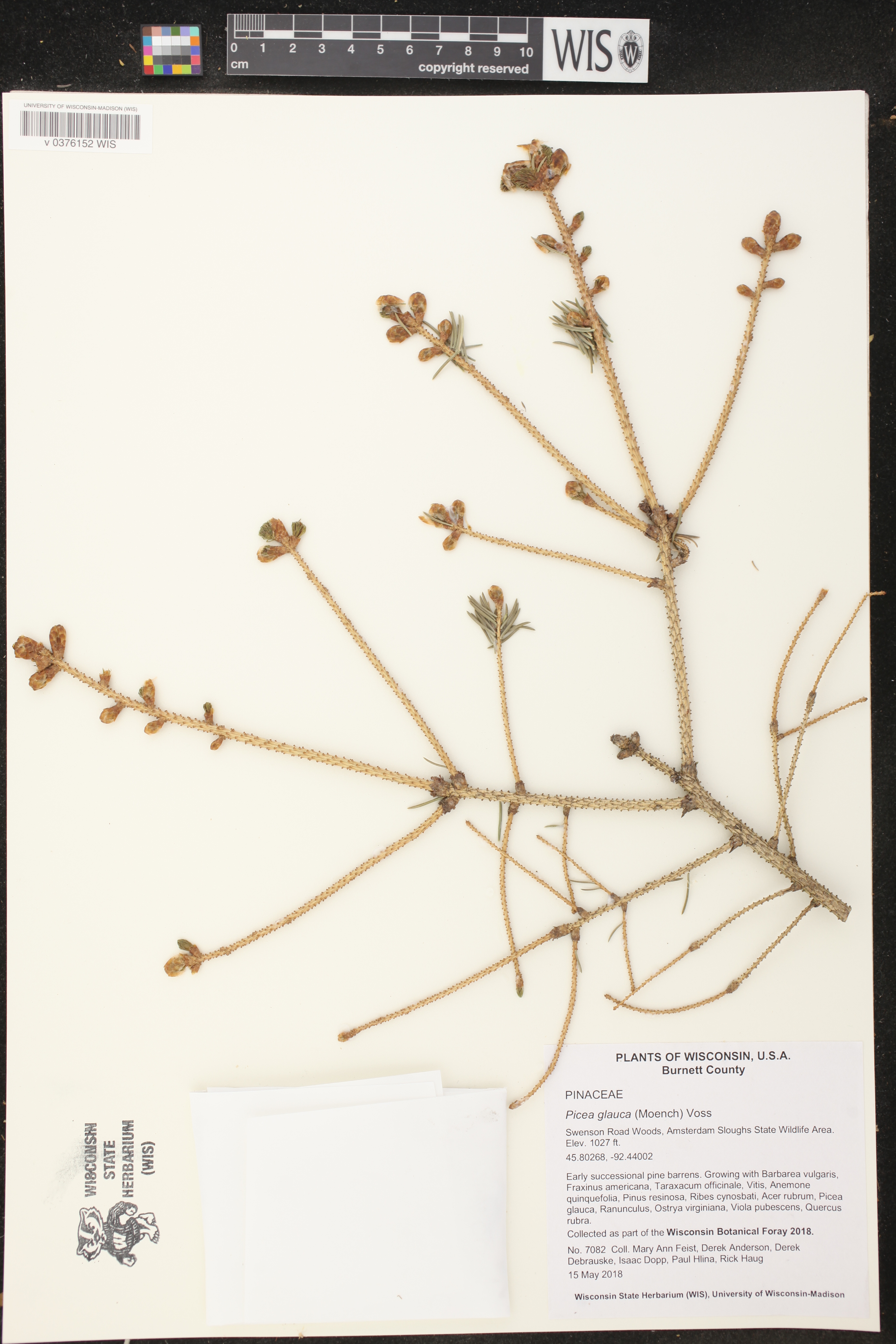 Picea glauca image