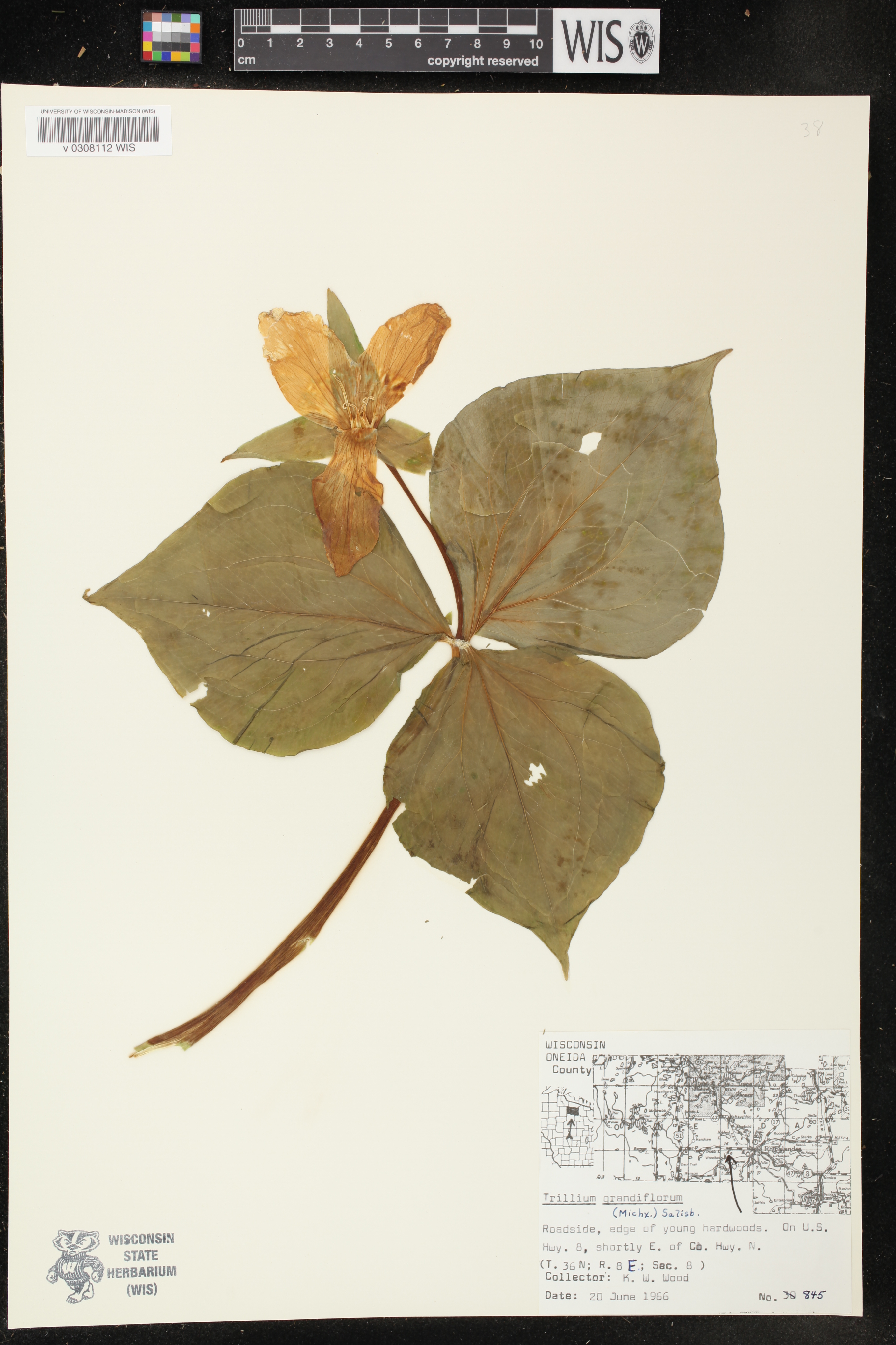 Trillium grandiflorum image