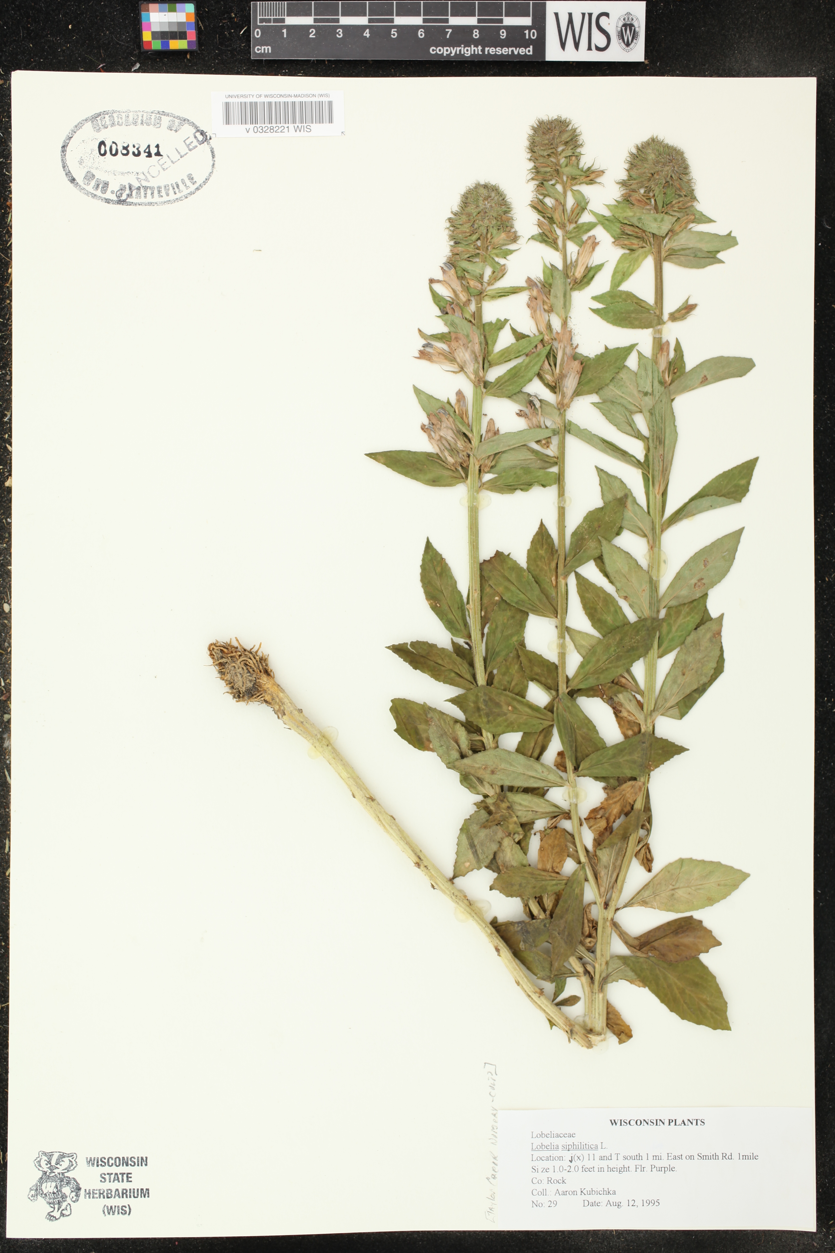 Lobelia siphilitica image
