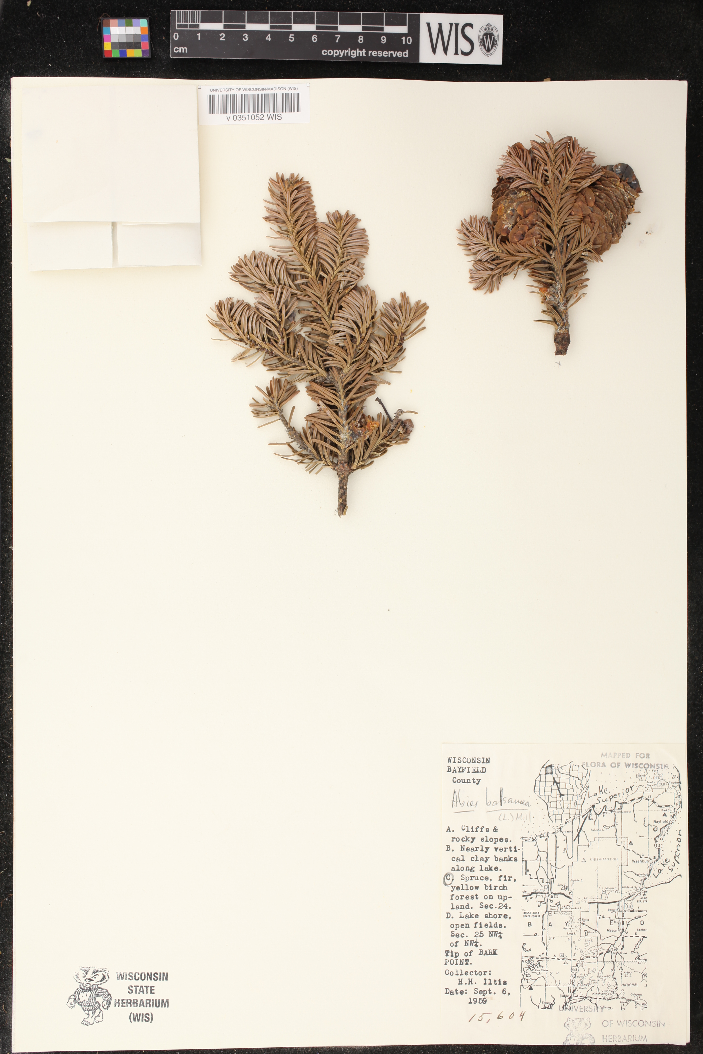 Abies balsamea image