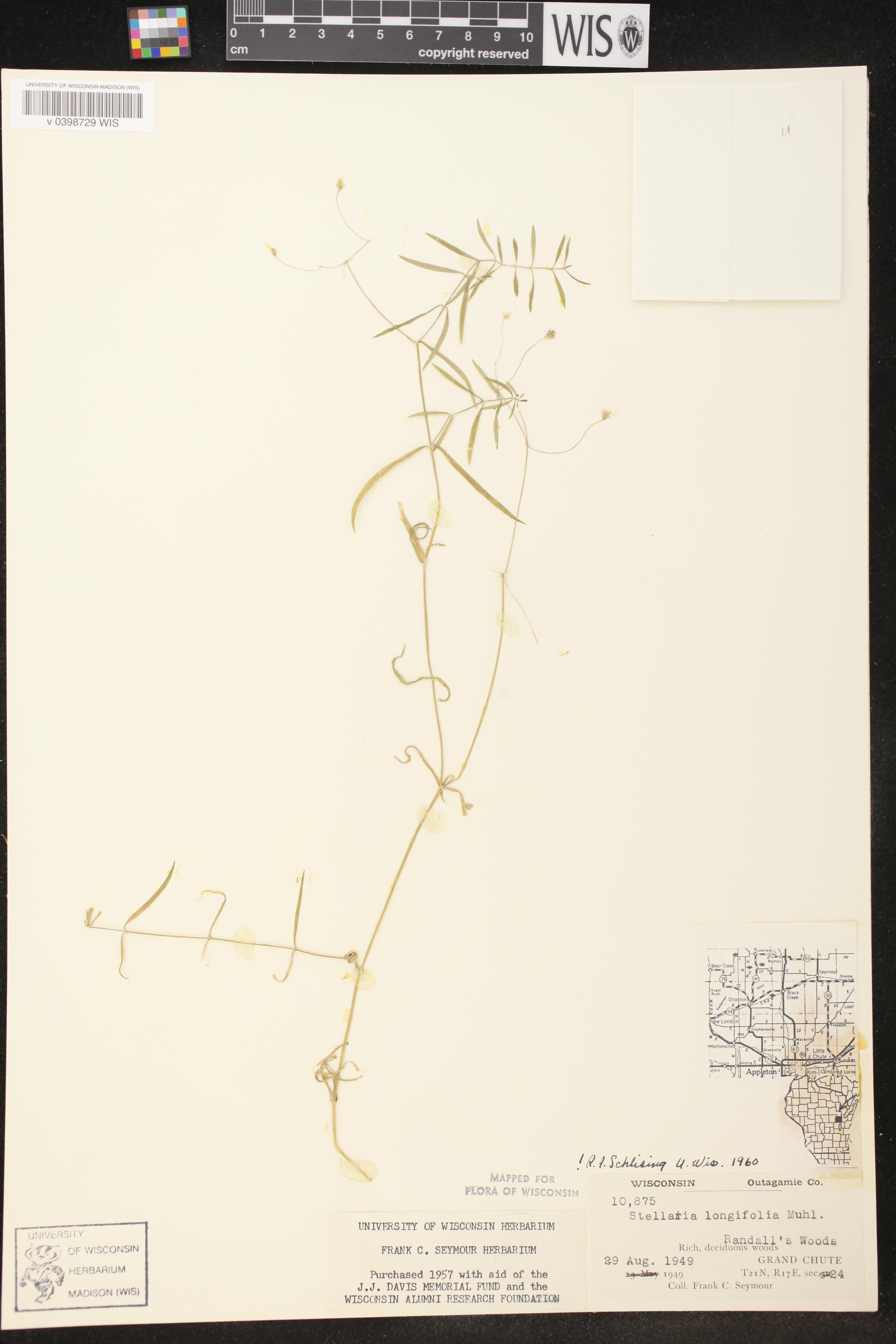 Stellaria longifolia image