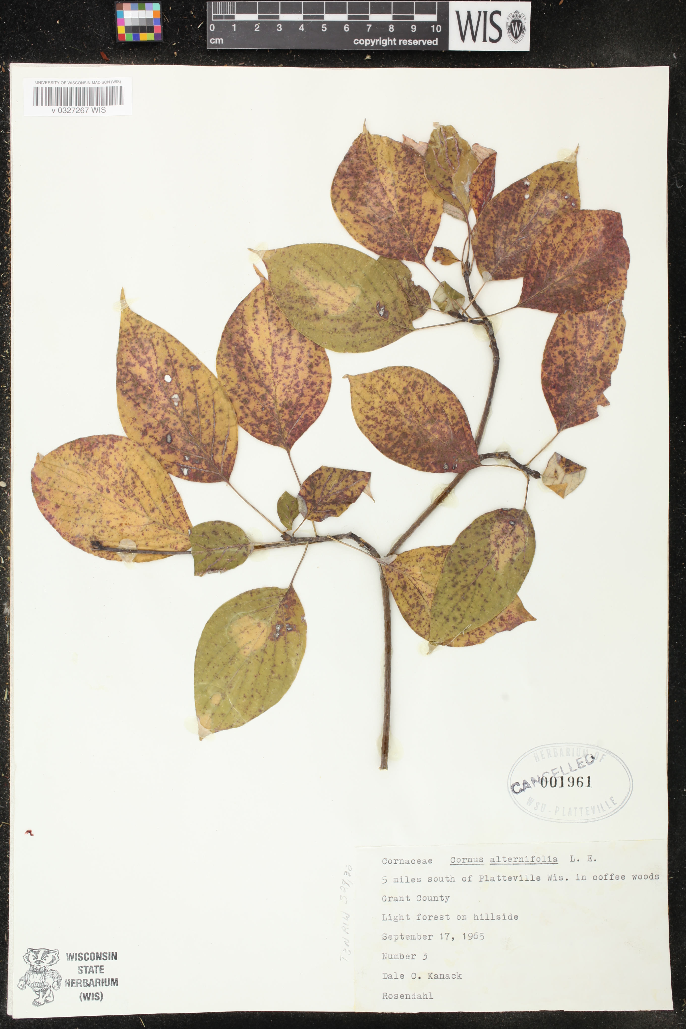 Cornus alternifolia image