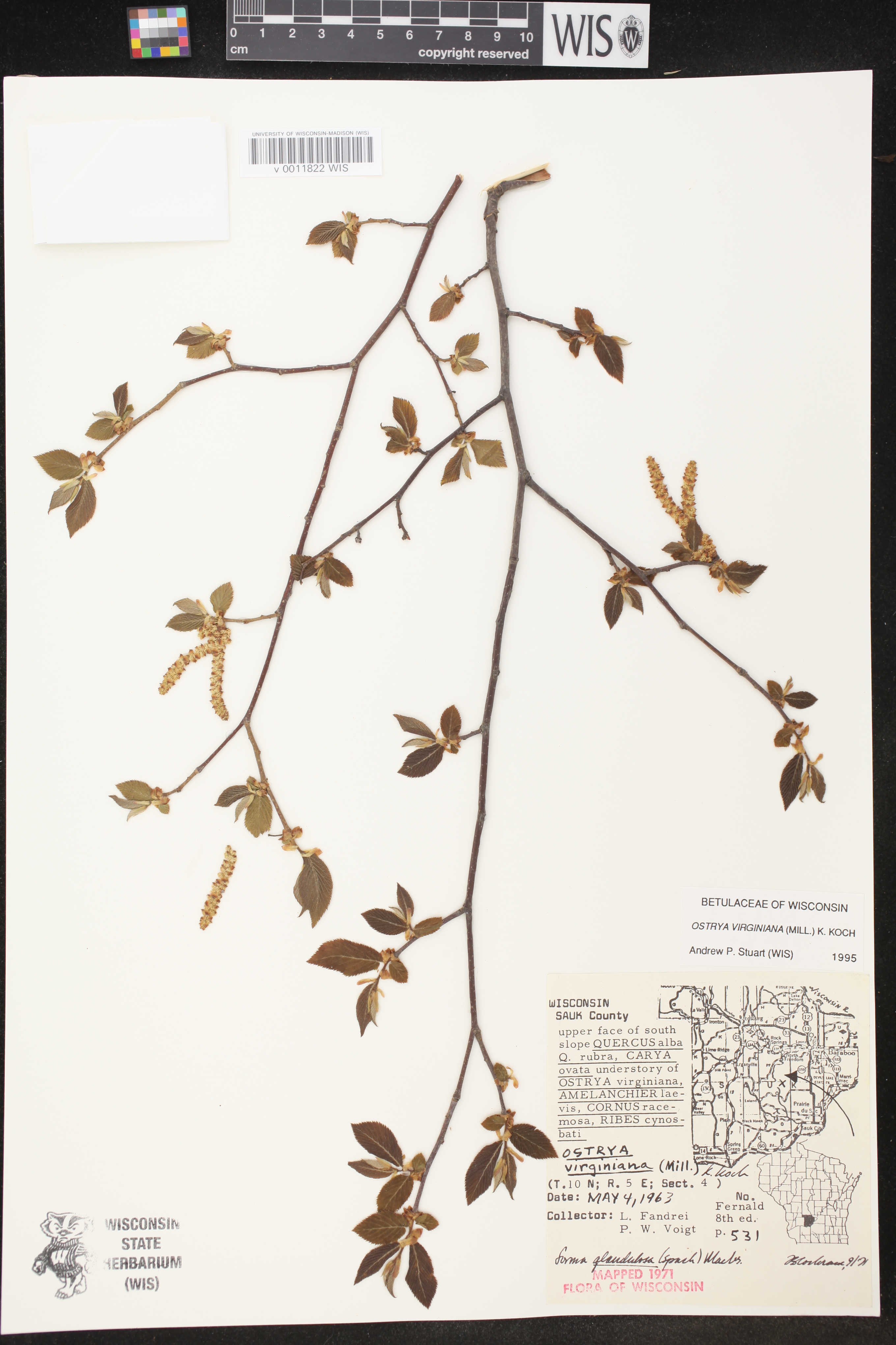 Ostrya virginiana image