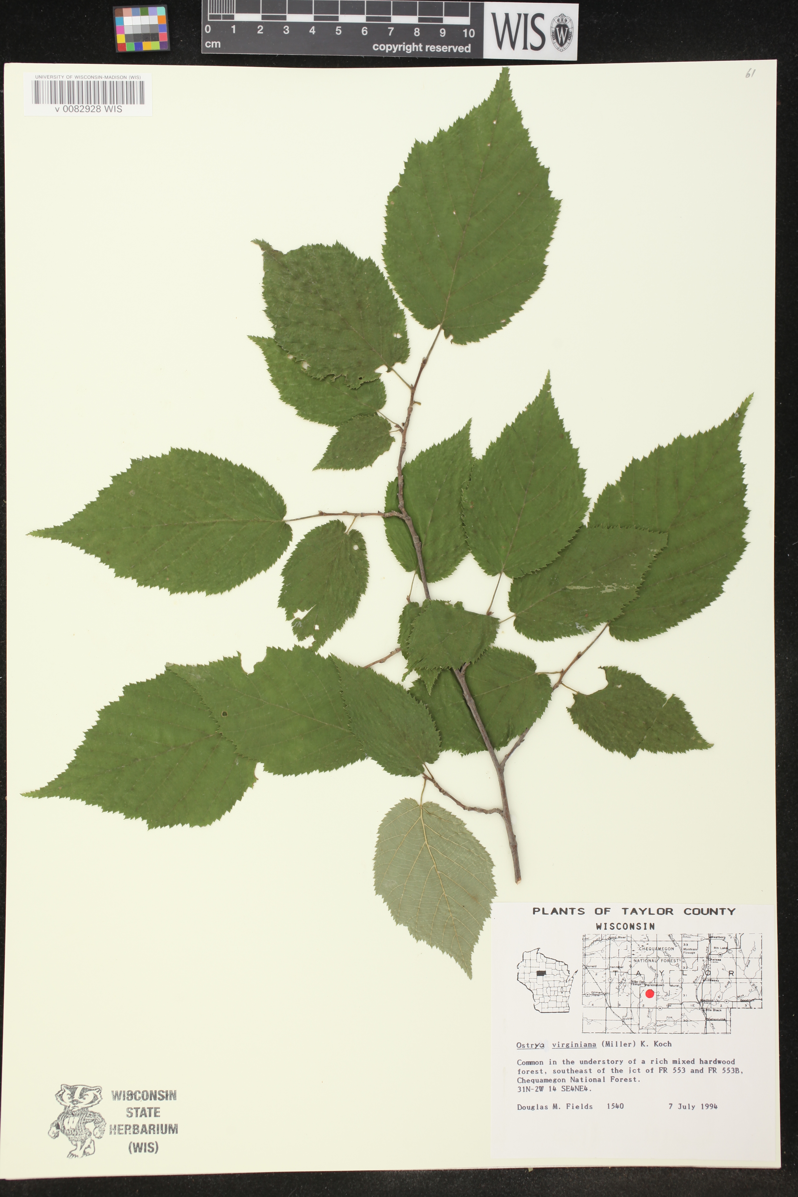 Ostrya virginiana image