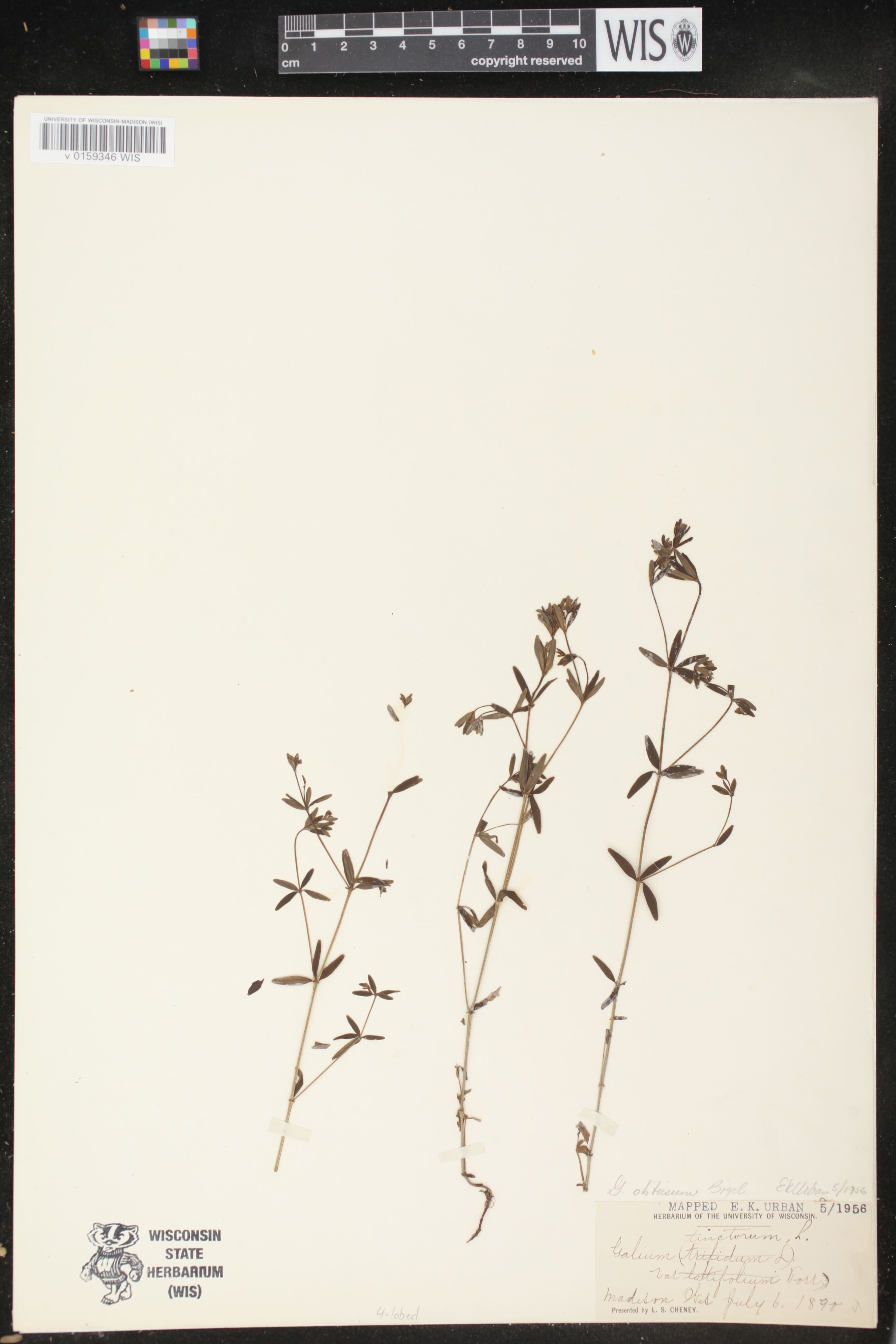 Galium obtusum subsp. obtusum image