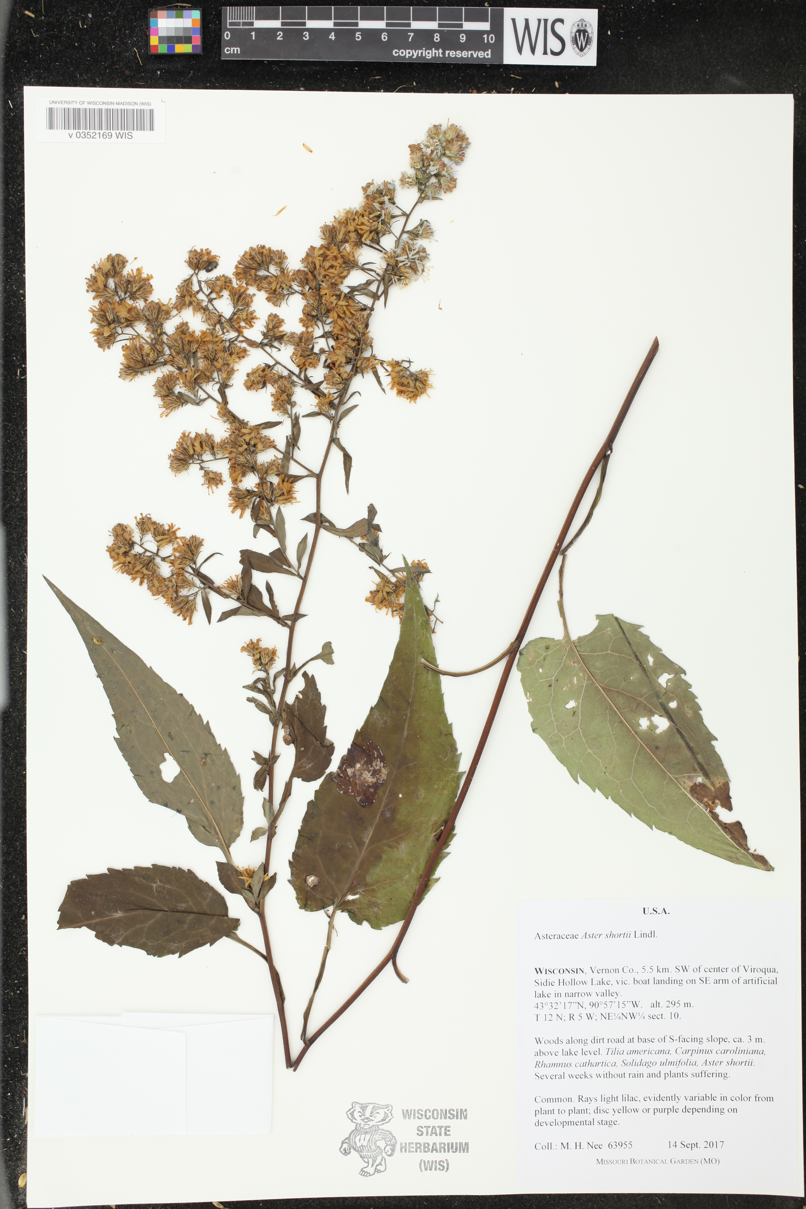Symphyotrichum shortii image