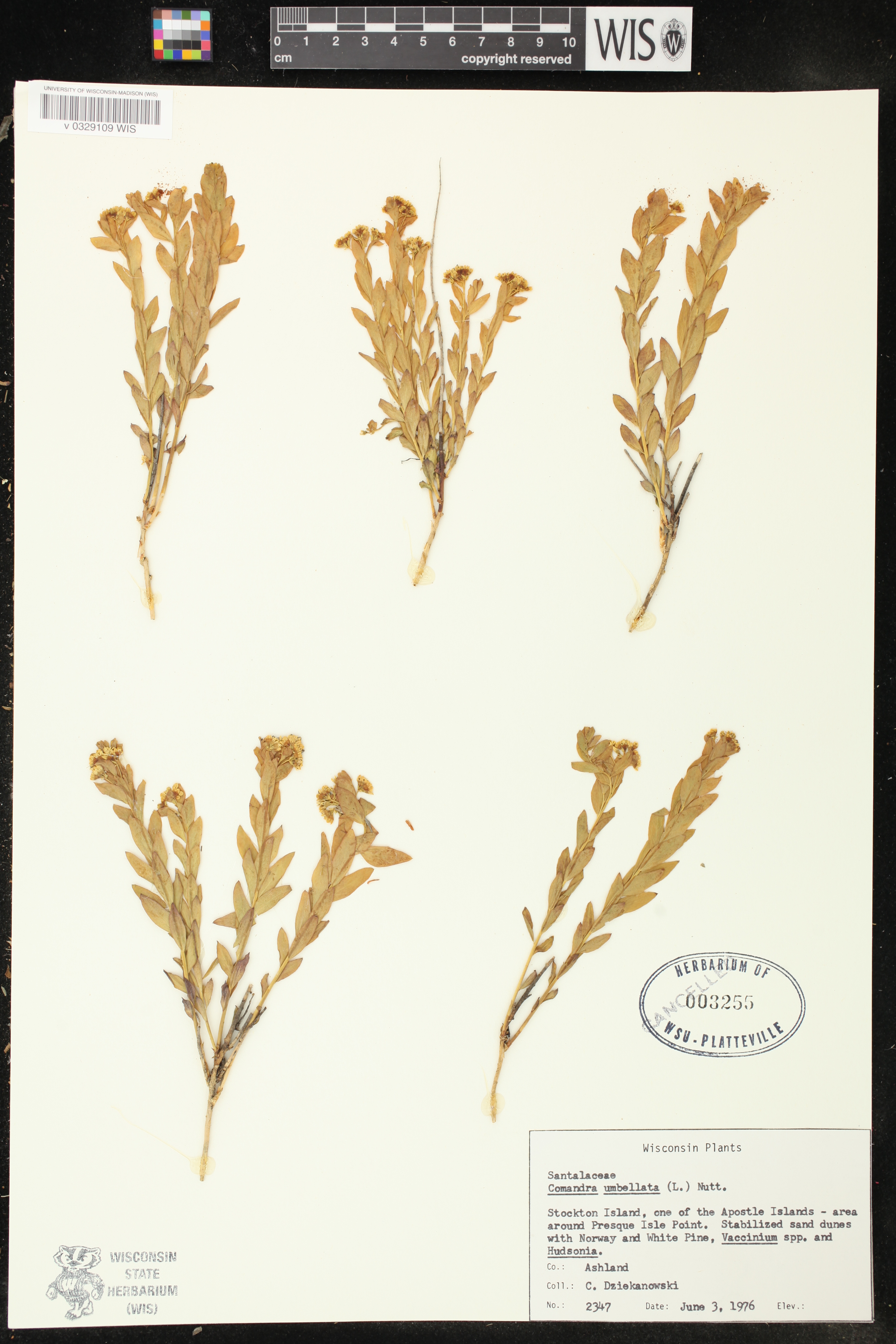 Comandra umbellata subsp. umbellata image