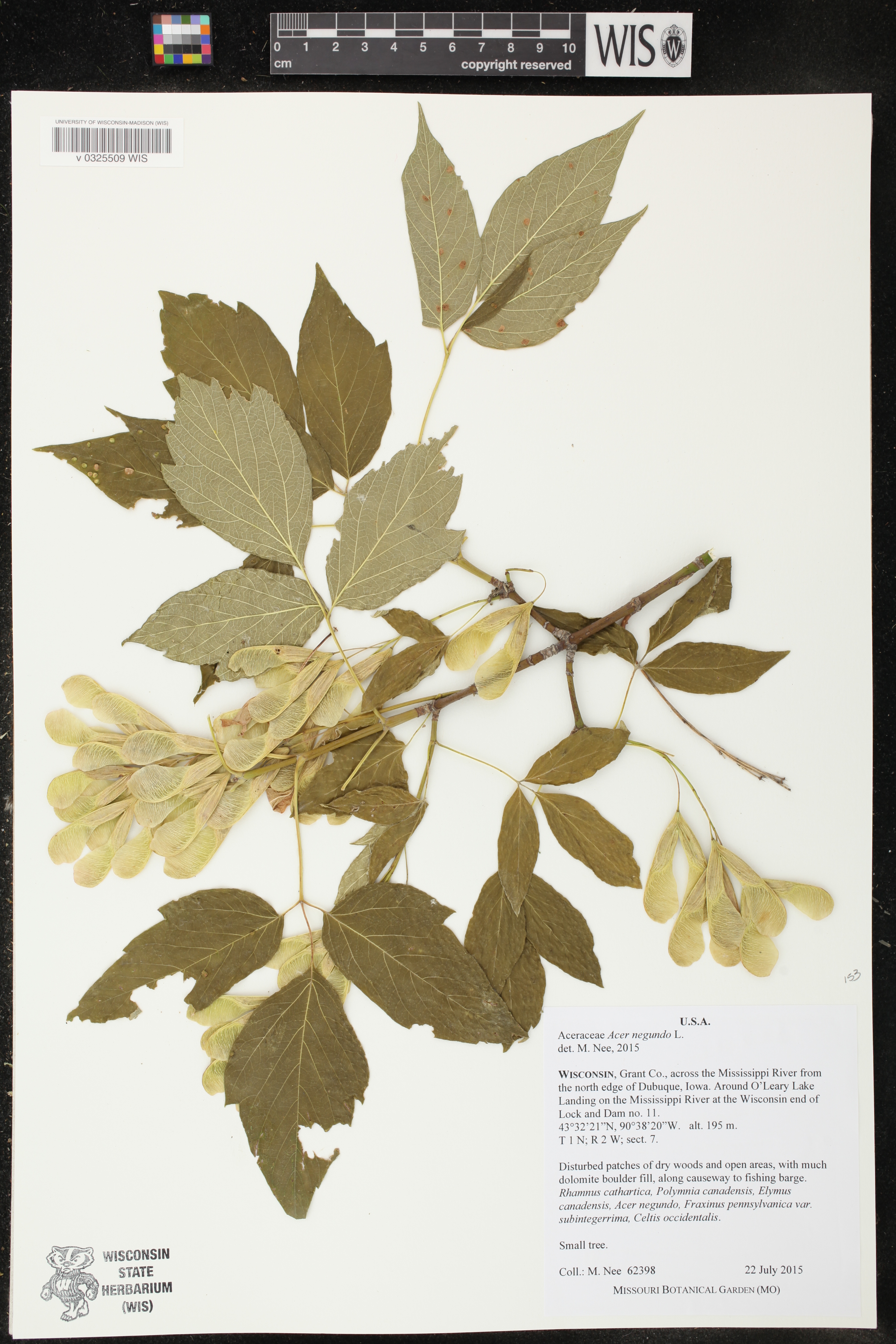 Acer negundo image