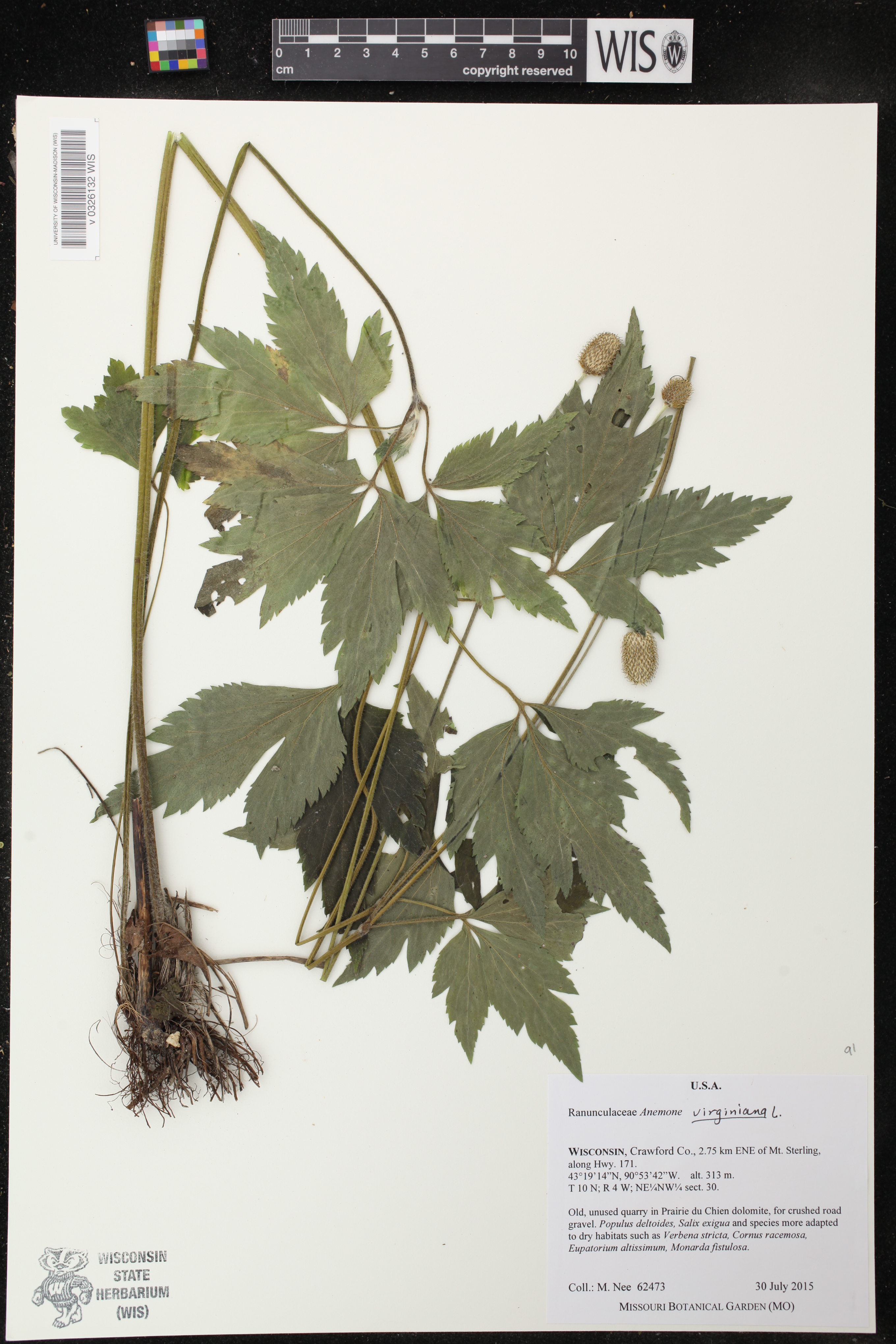 Anemone virginiana image