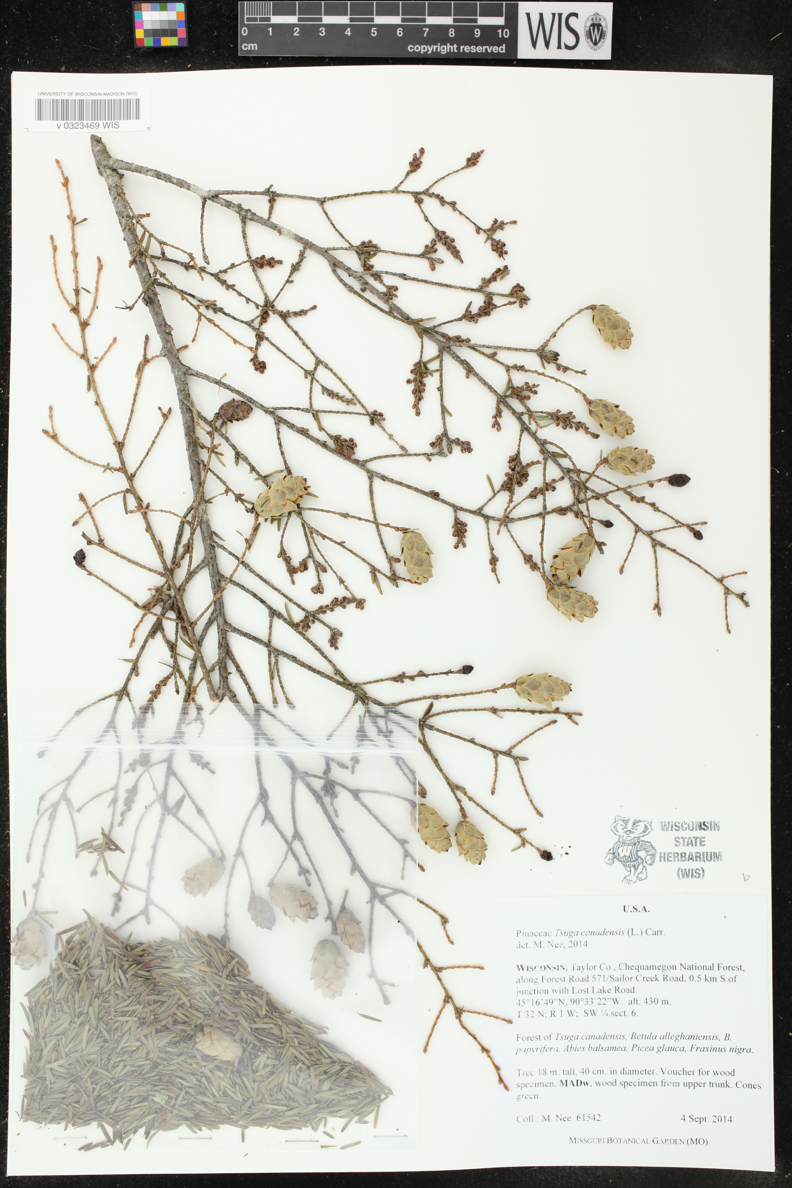 Tsuga canadensis image