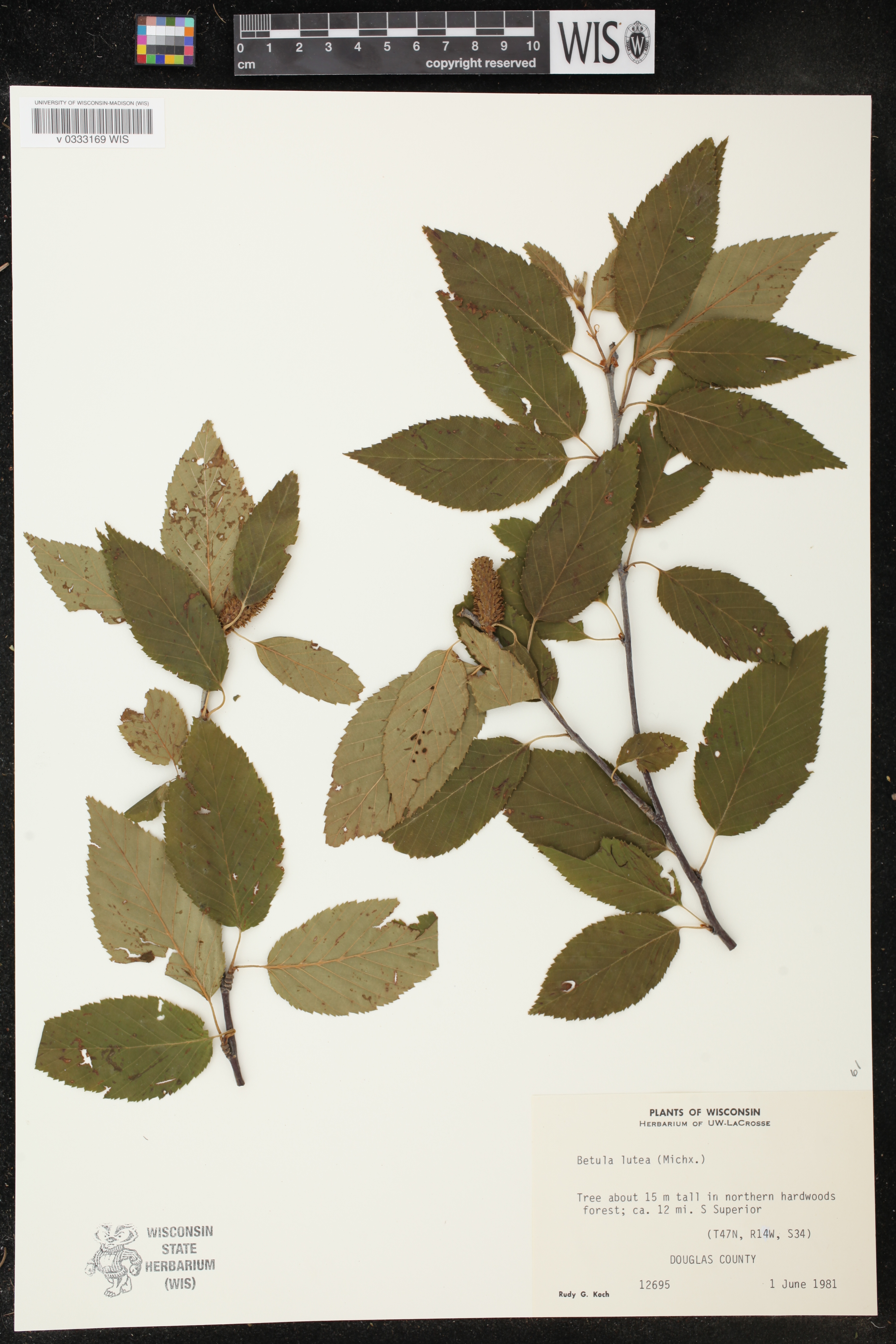 Betula alleghaniensis image