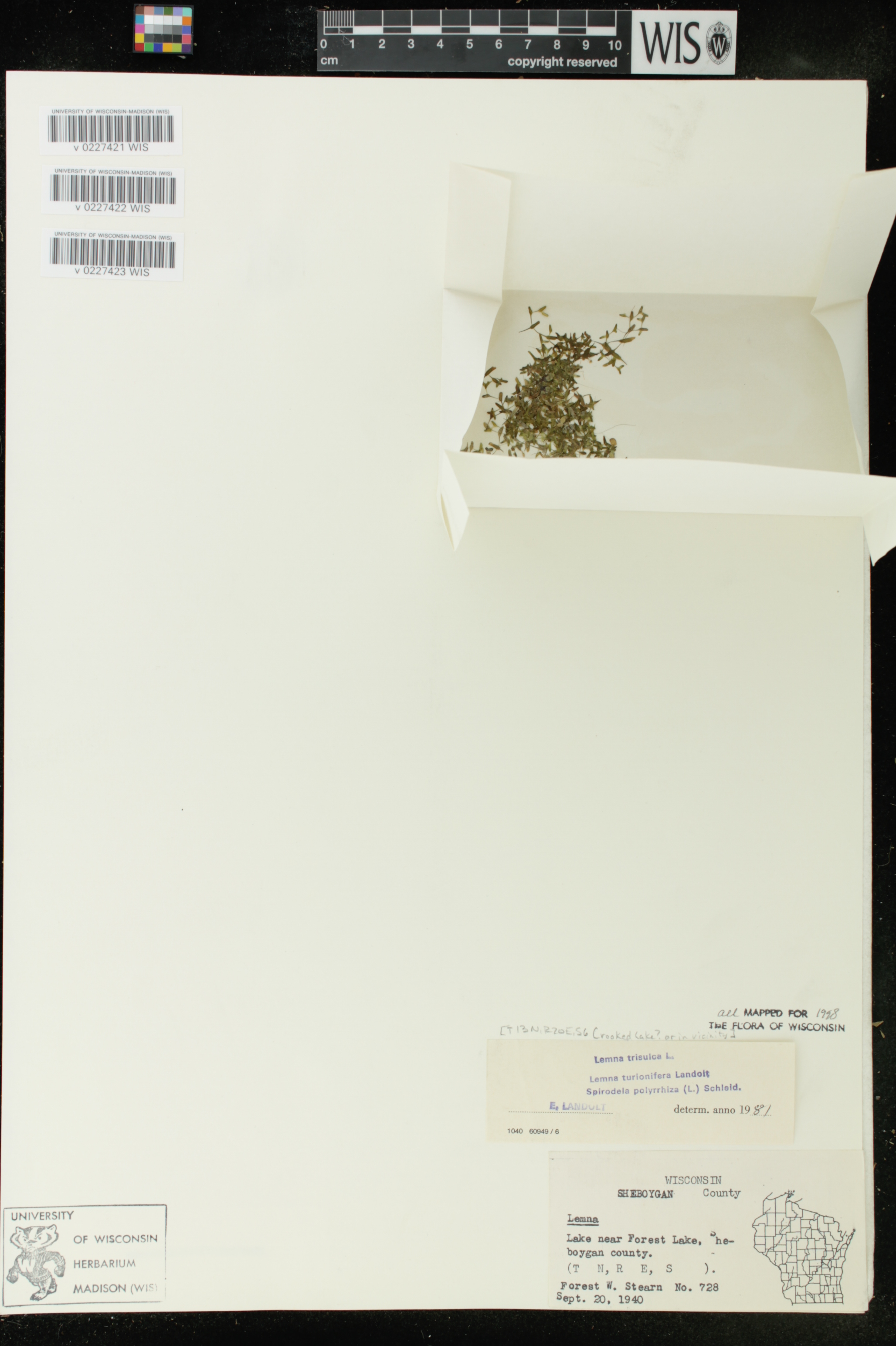Lemna trisulca image