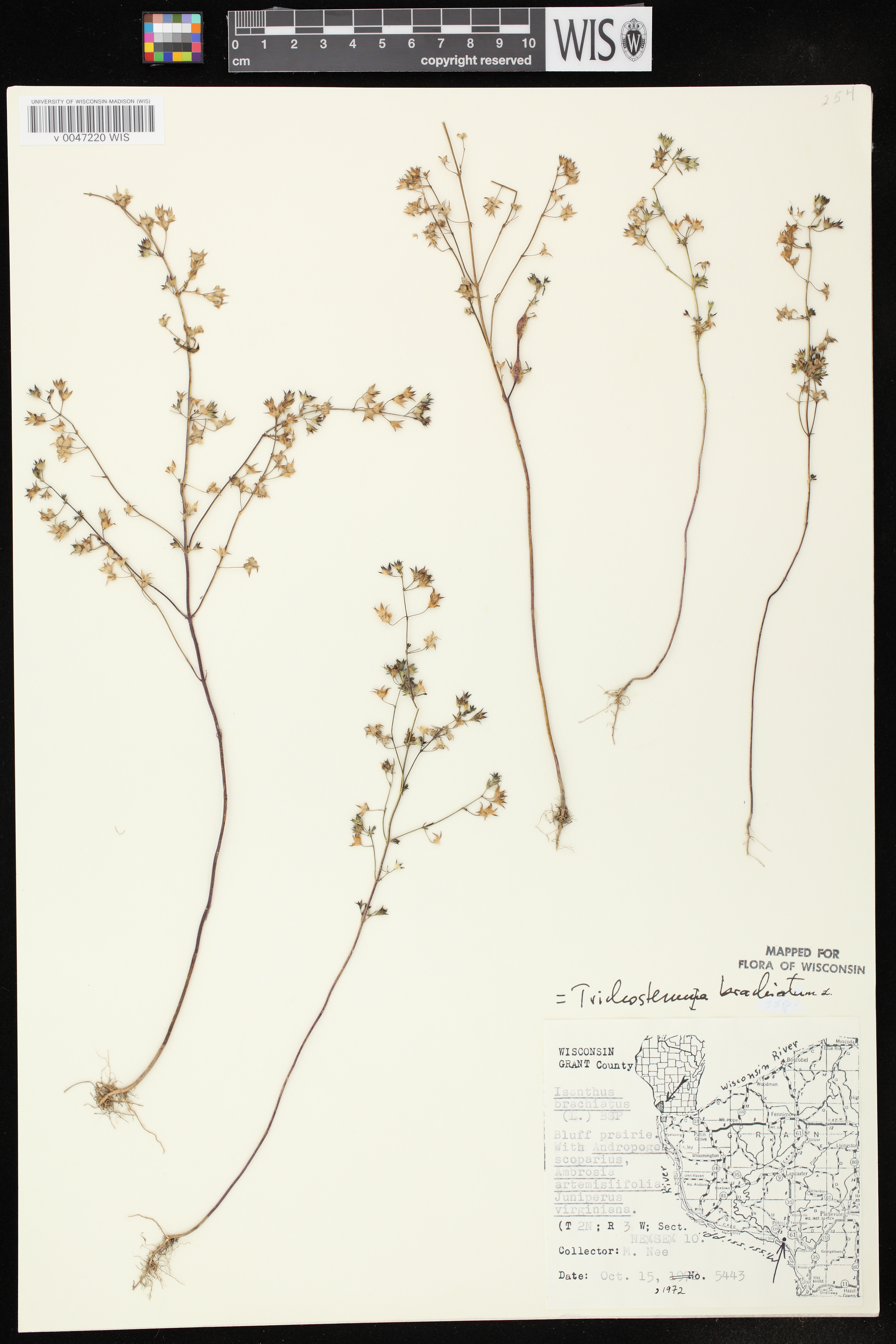 Trichostema brachiatum image