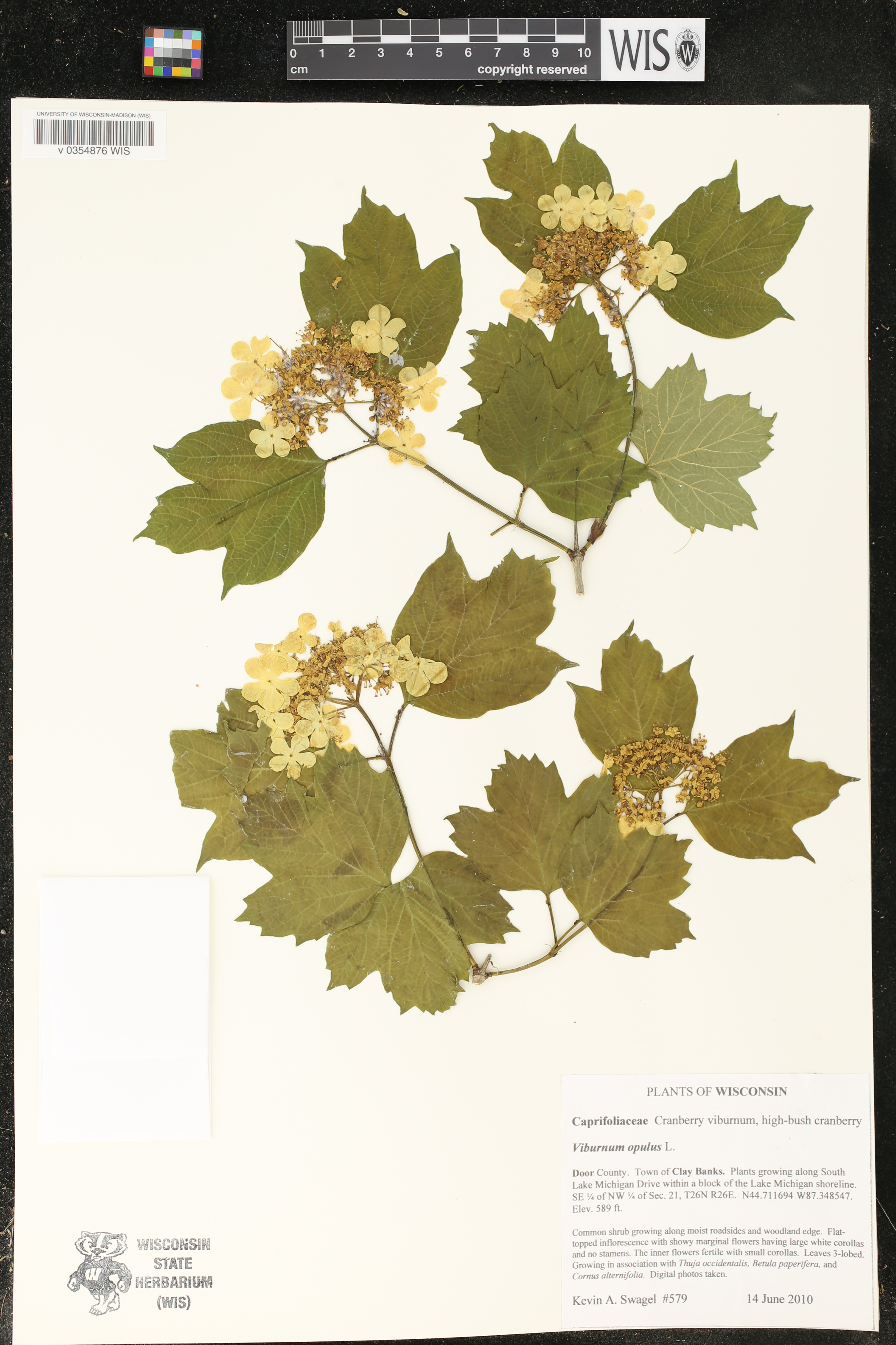 Viburnum opulus image