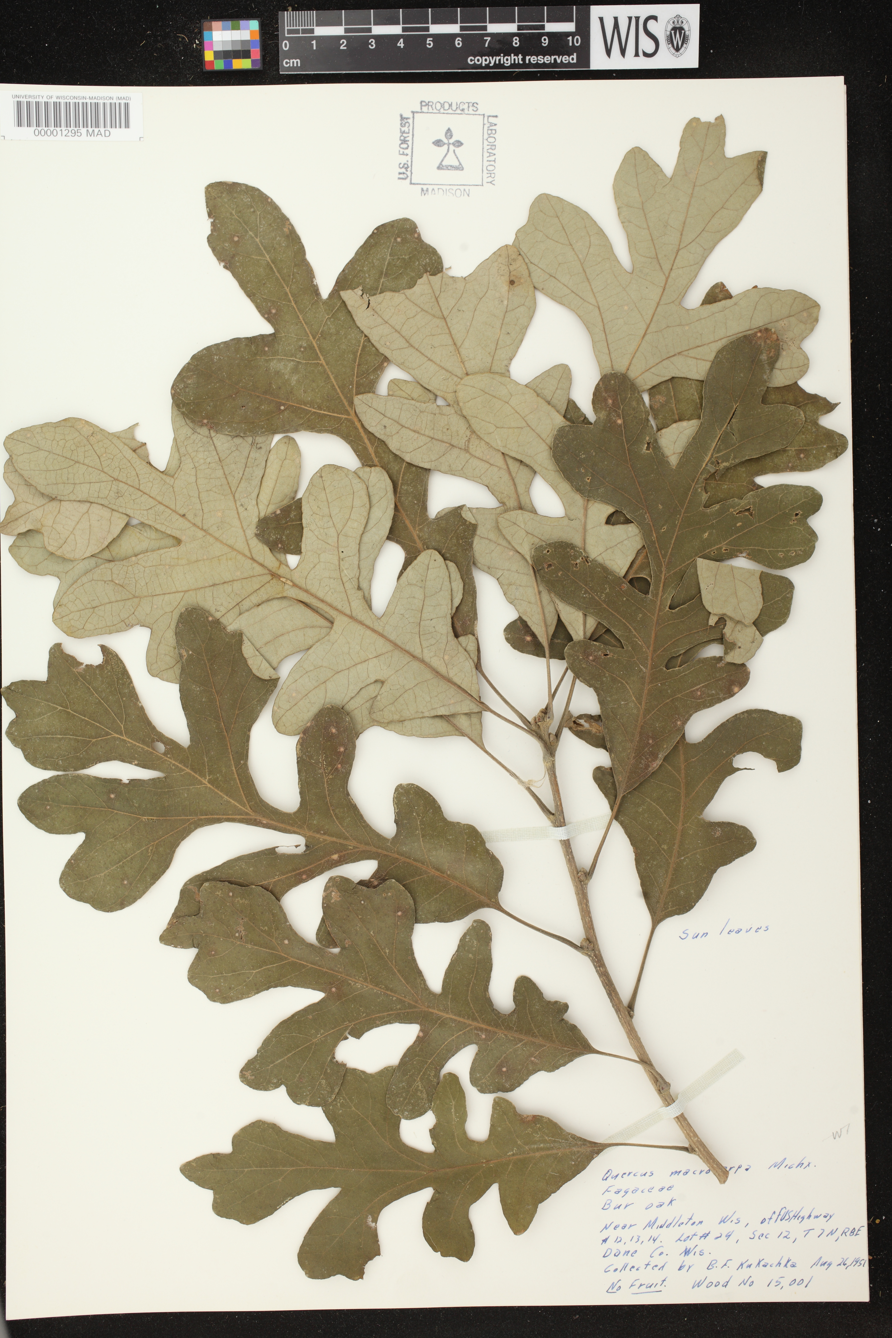 Quercus macrocarpa image