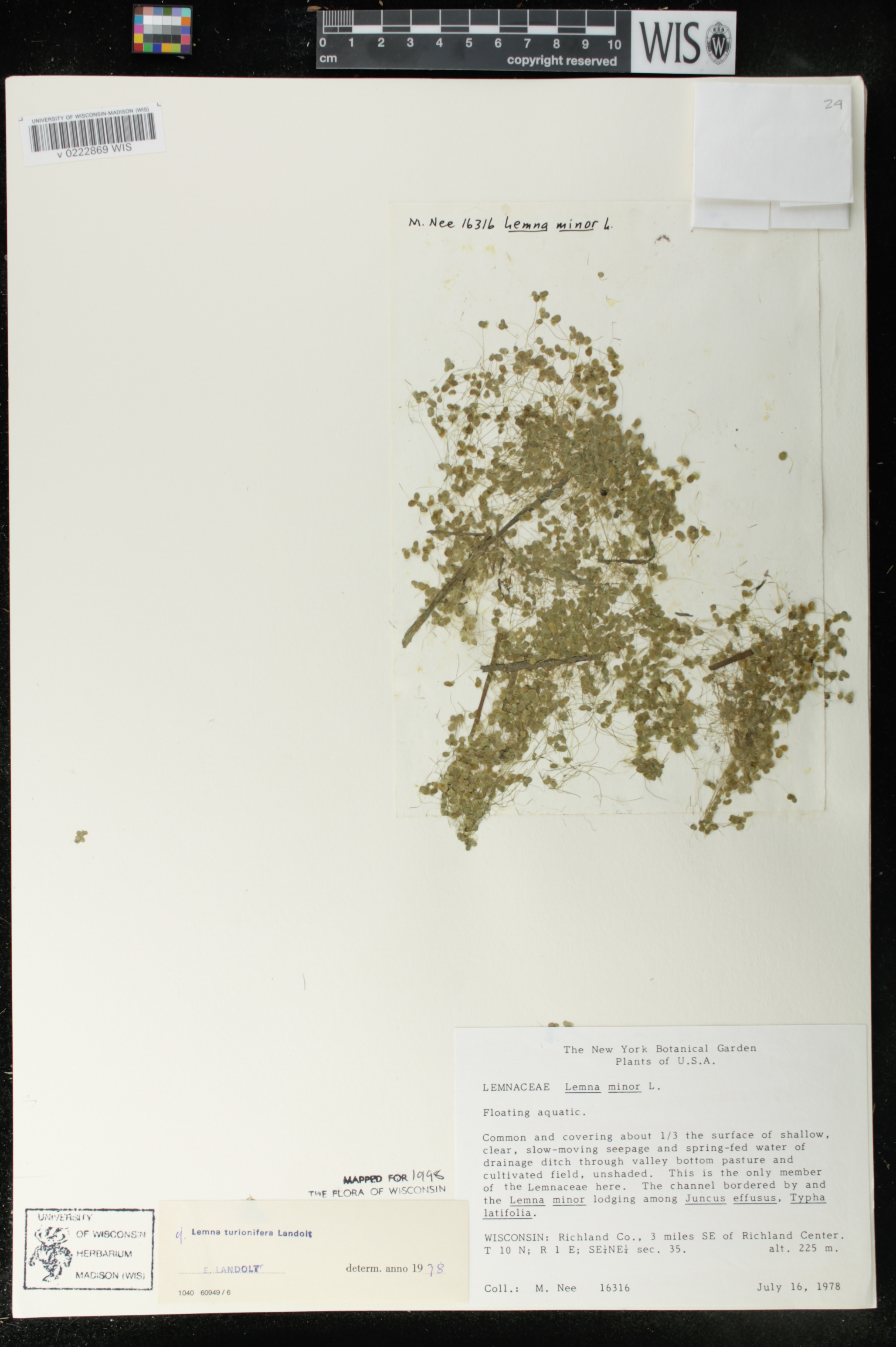 Lemna turionifera image