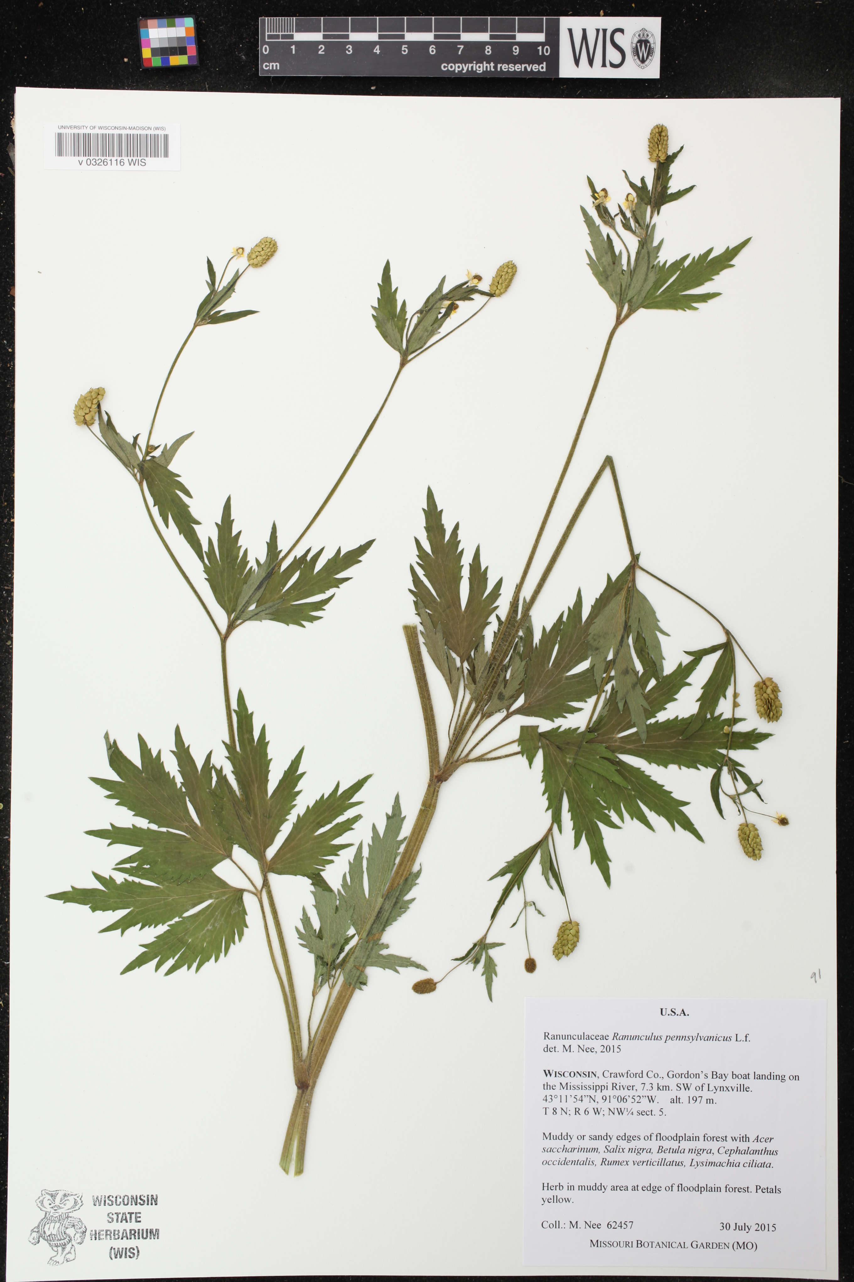 Ranunculus pensylvanicus image
