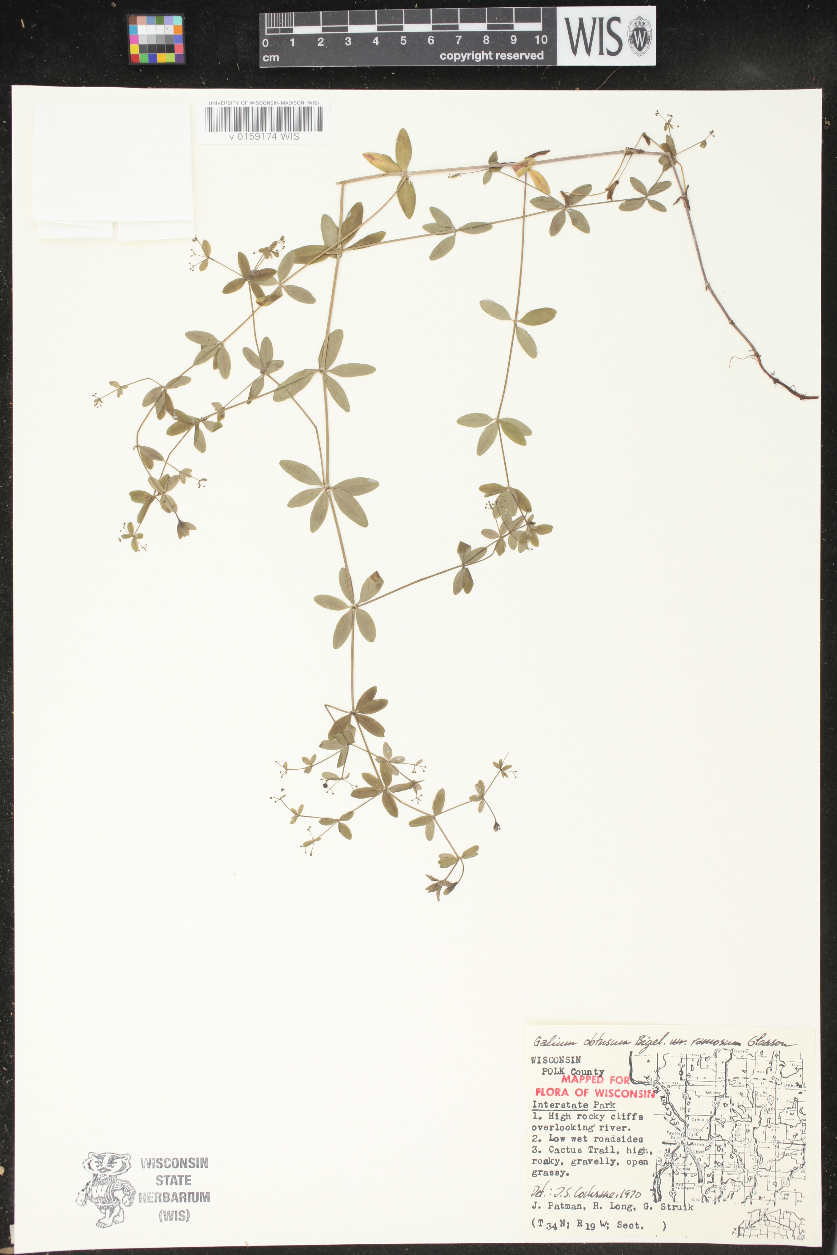 Galium obtusum subsp. obtusum image