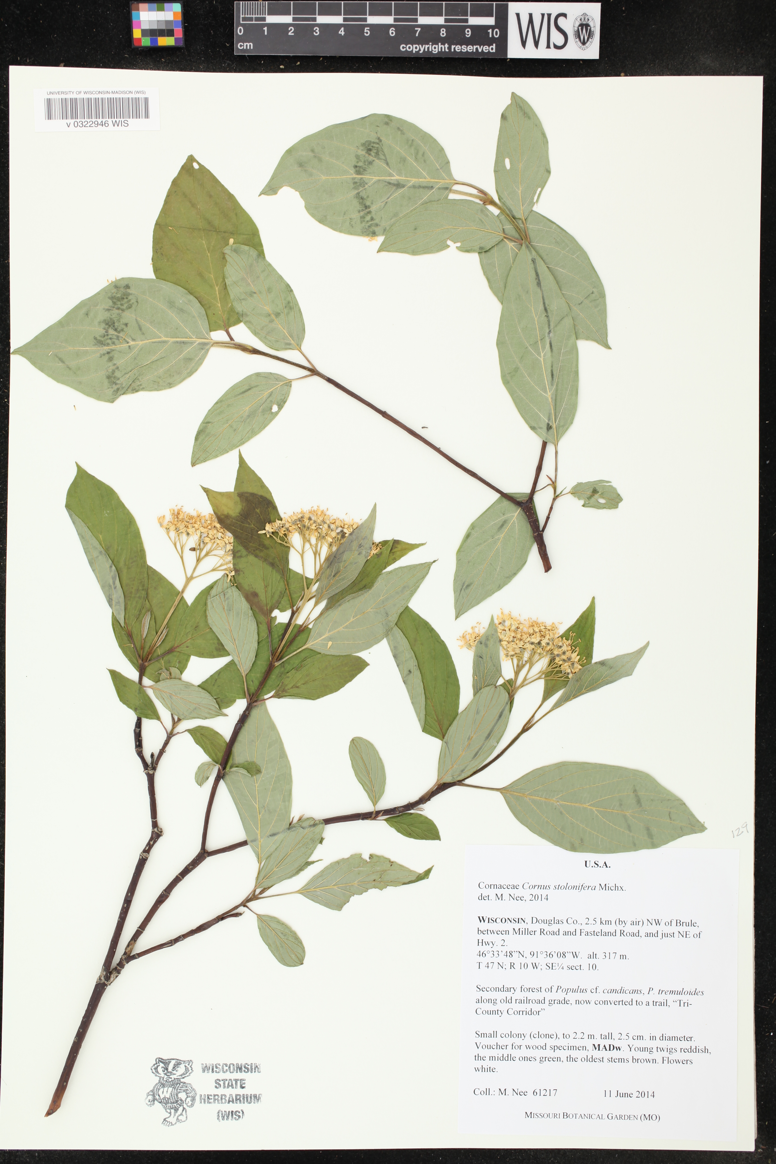 Cornus sericea image