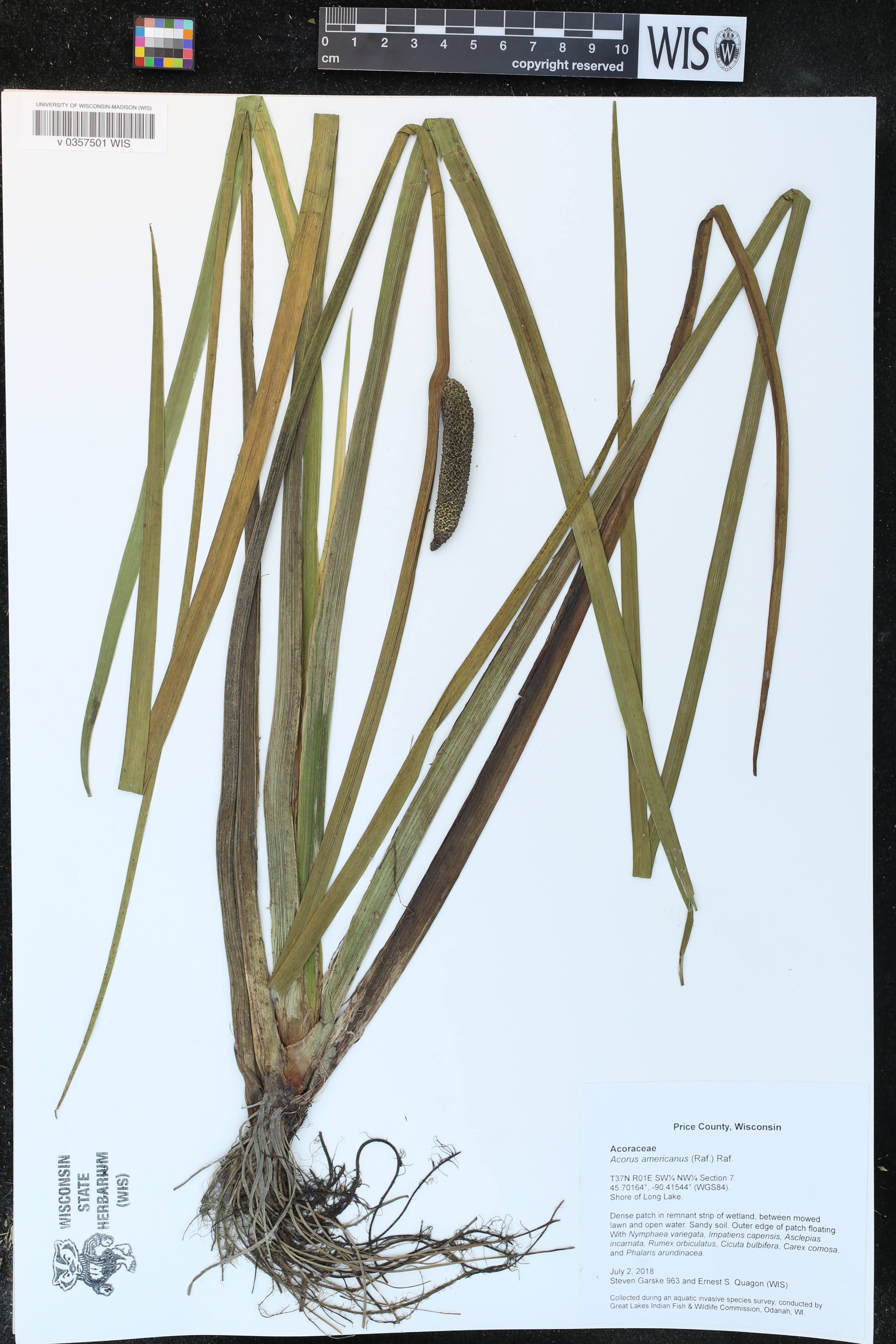 Acorus americanus image