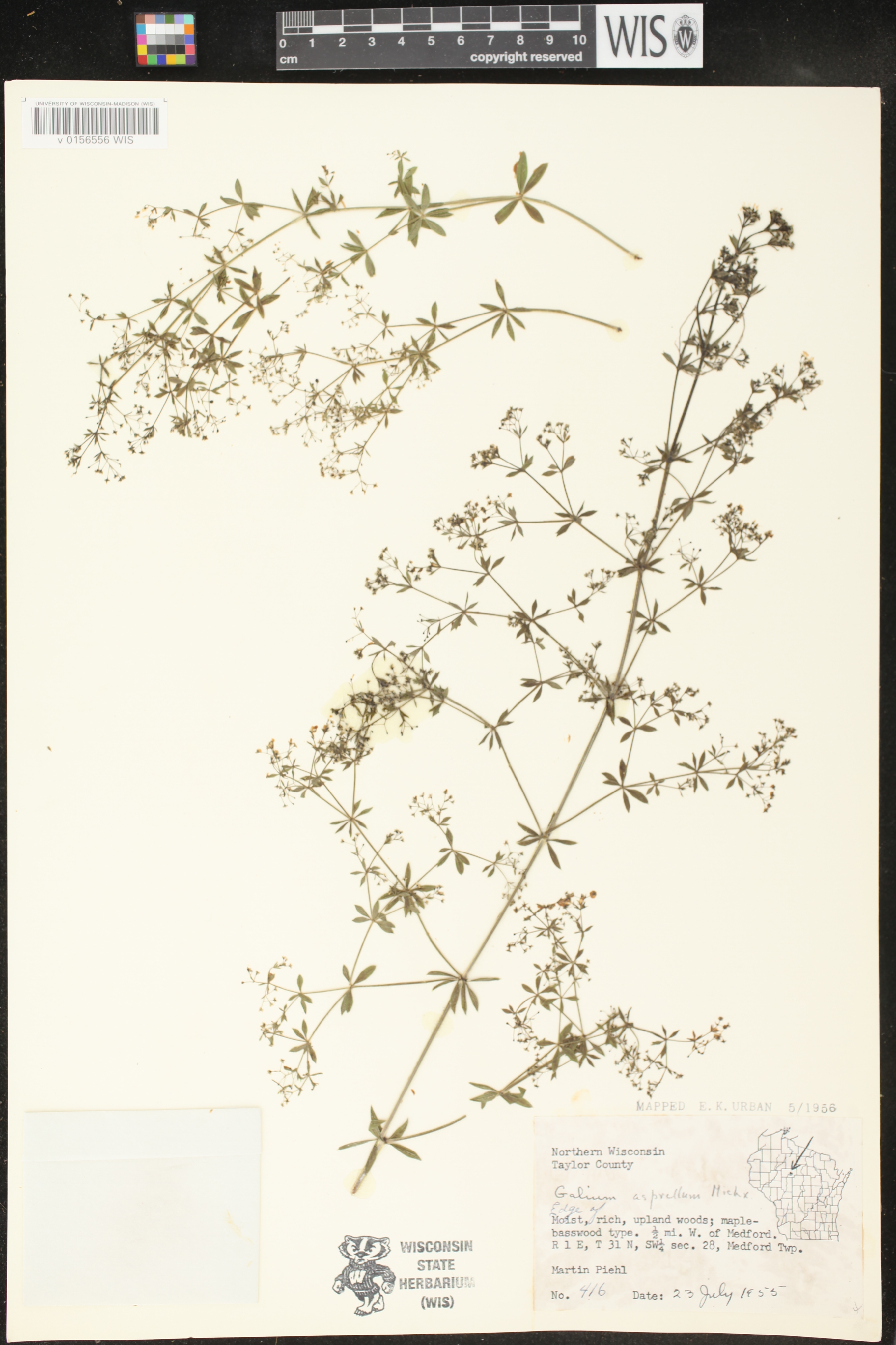 Galium asprellum image