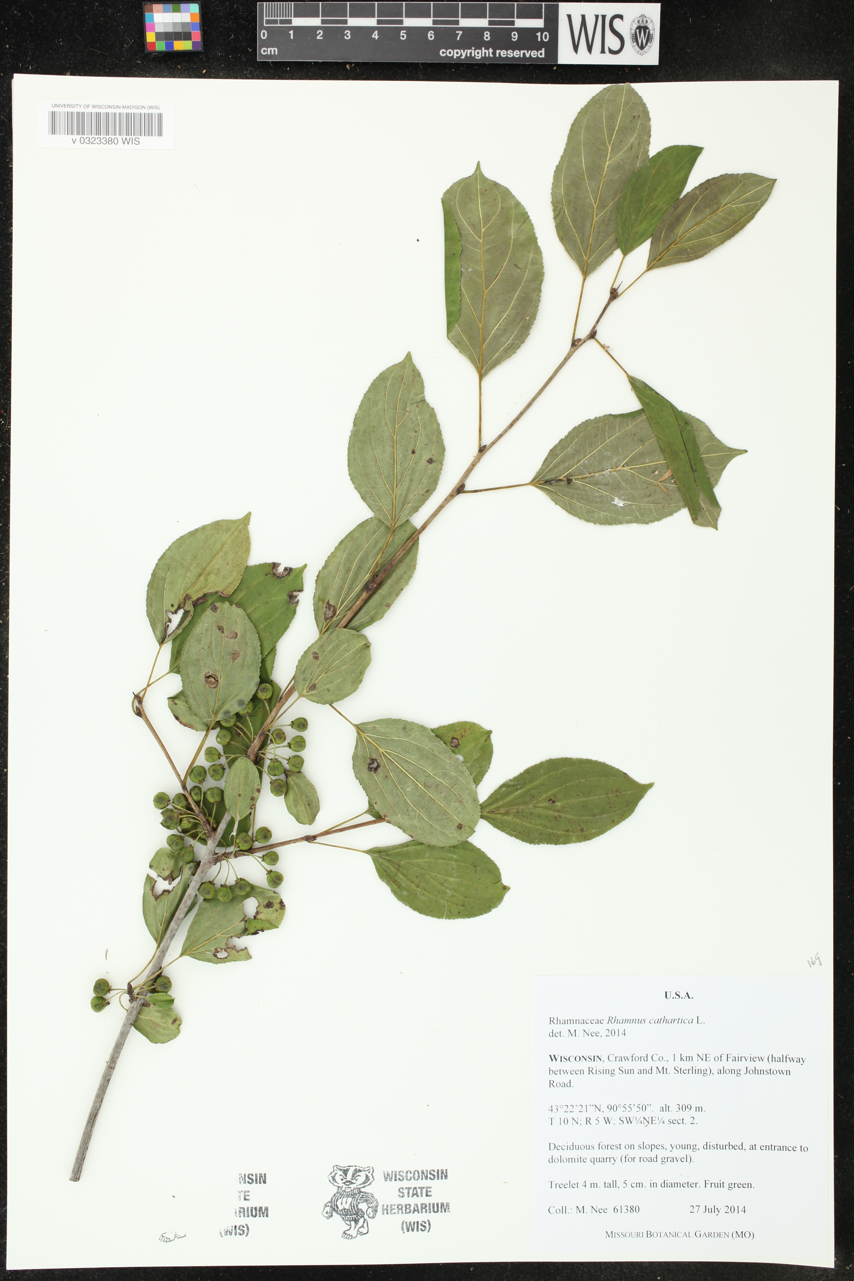 Rhamnus cathartica image