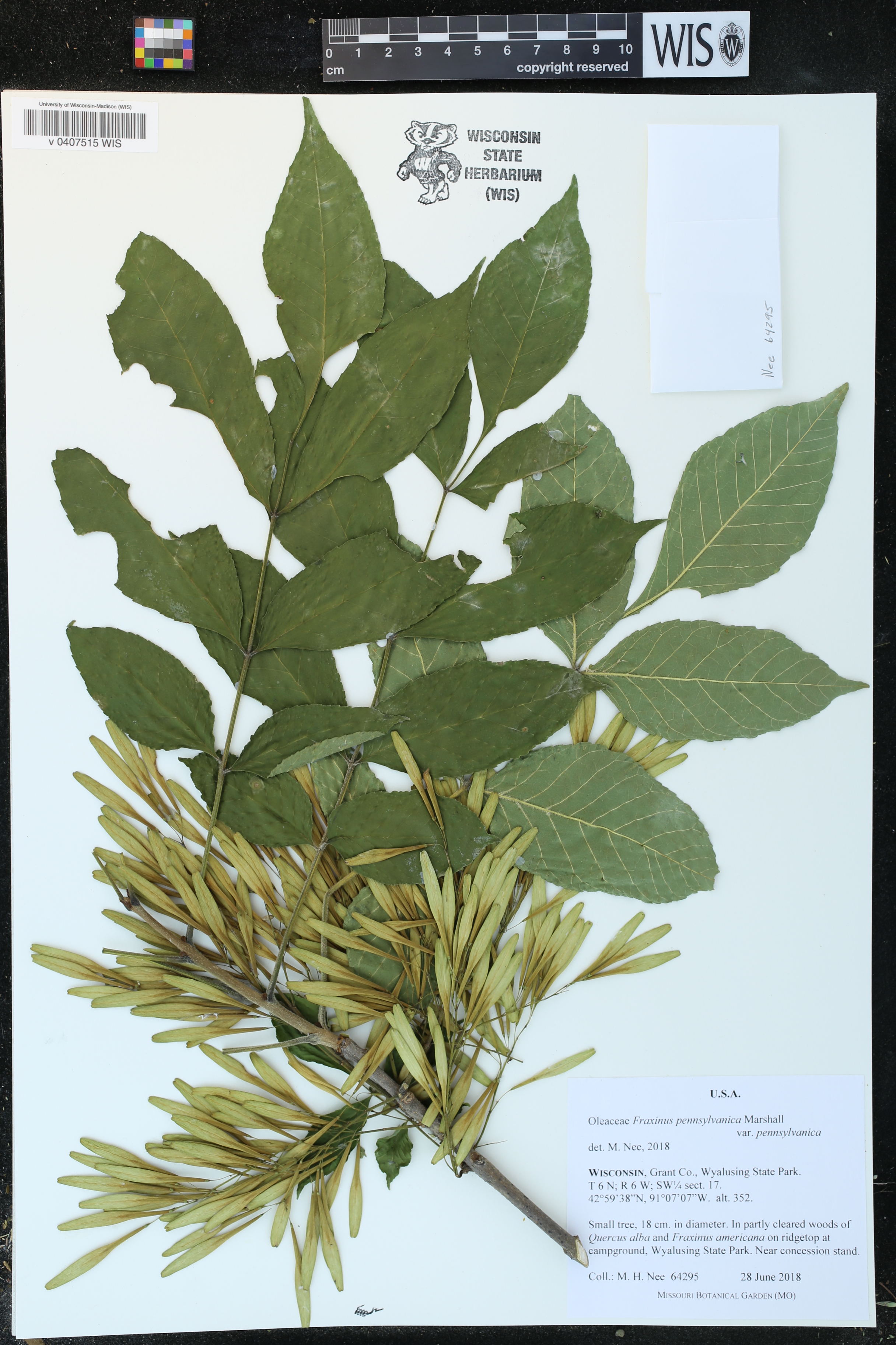 Fraxinus pennsylvanica image