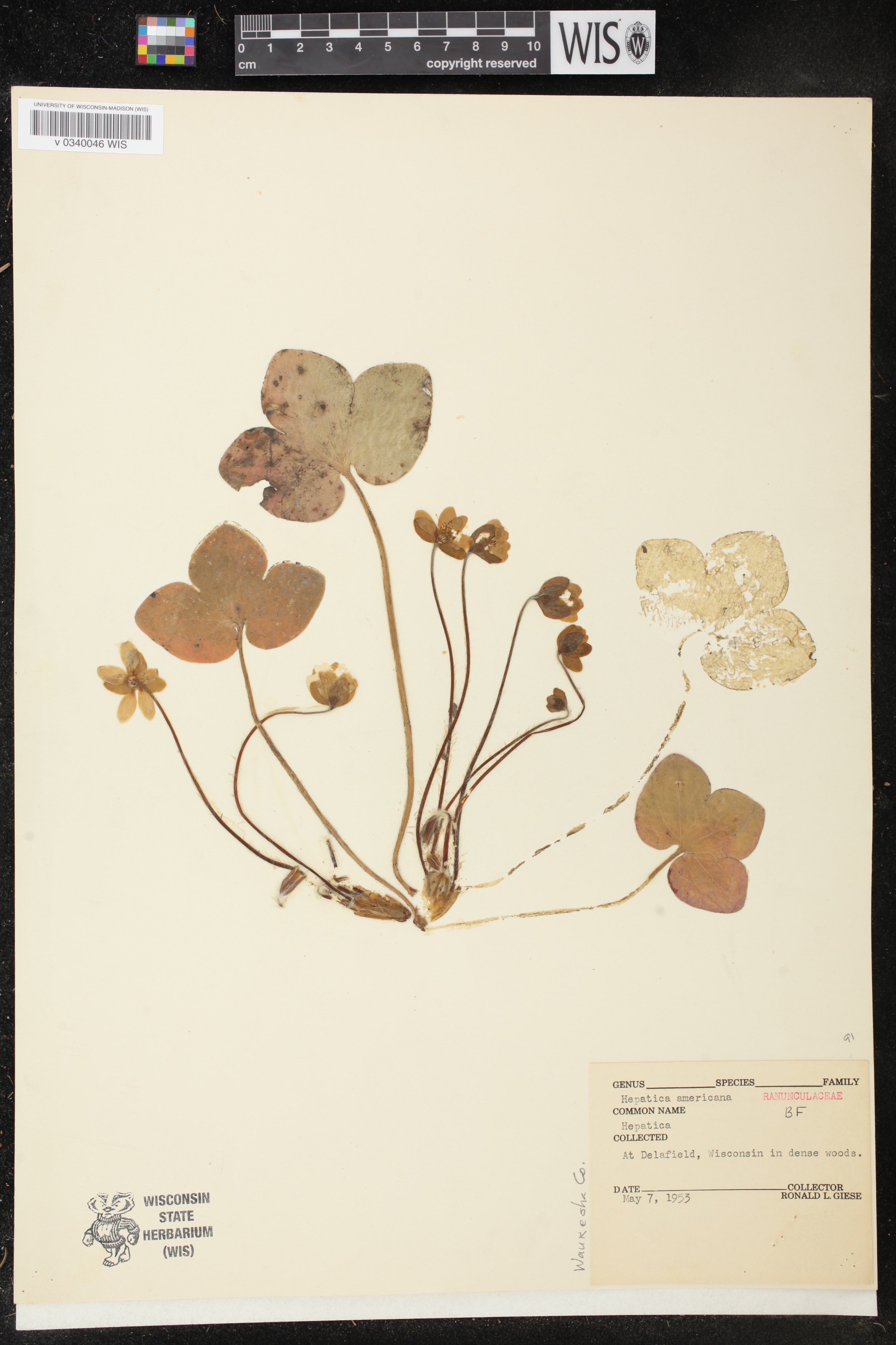 Anemone americana image