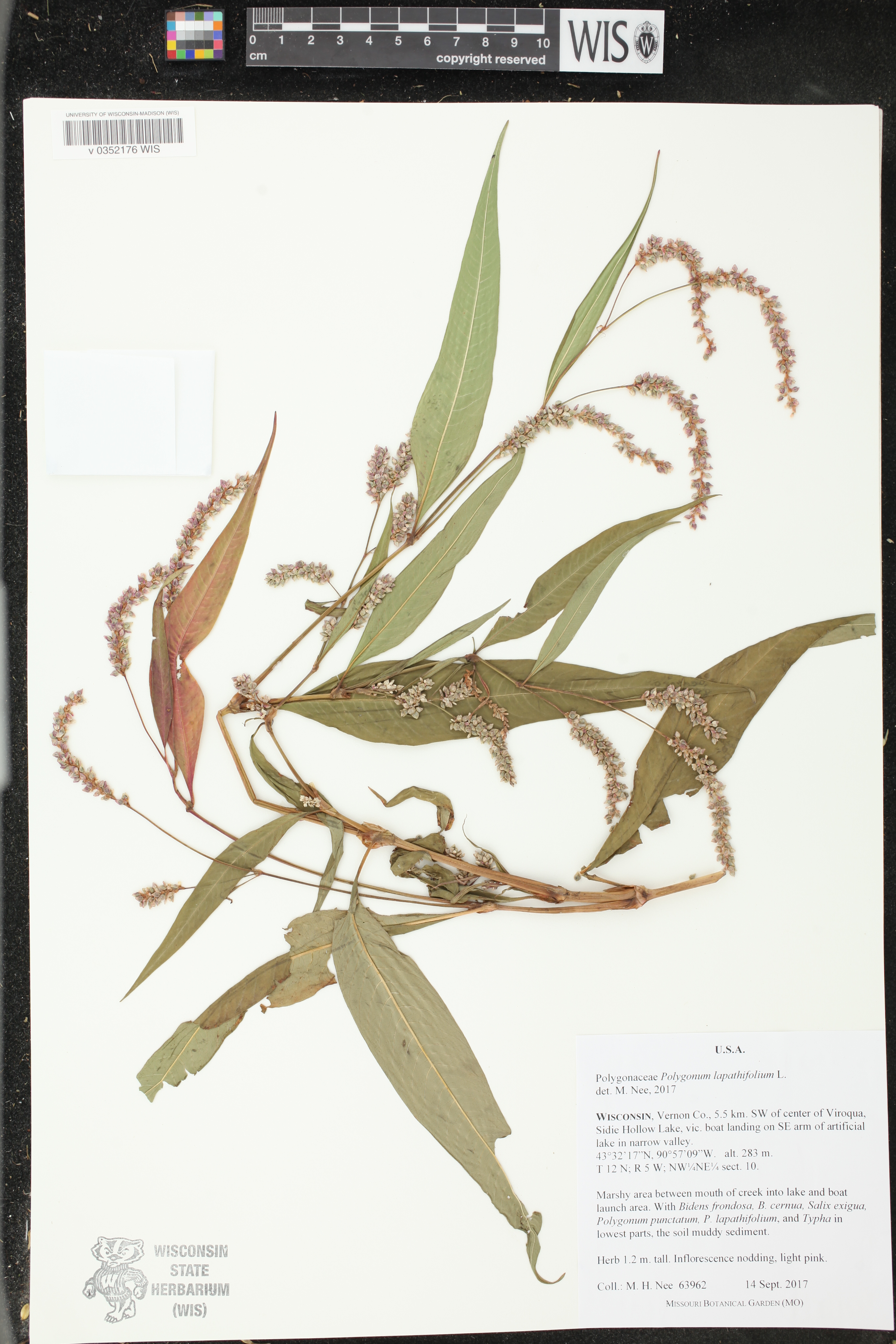 Persicaria lapathifolia image