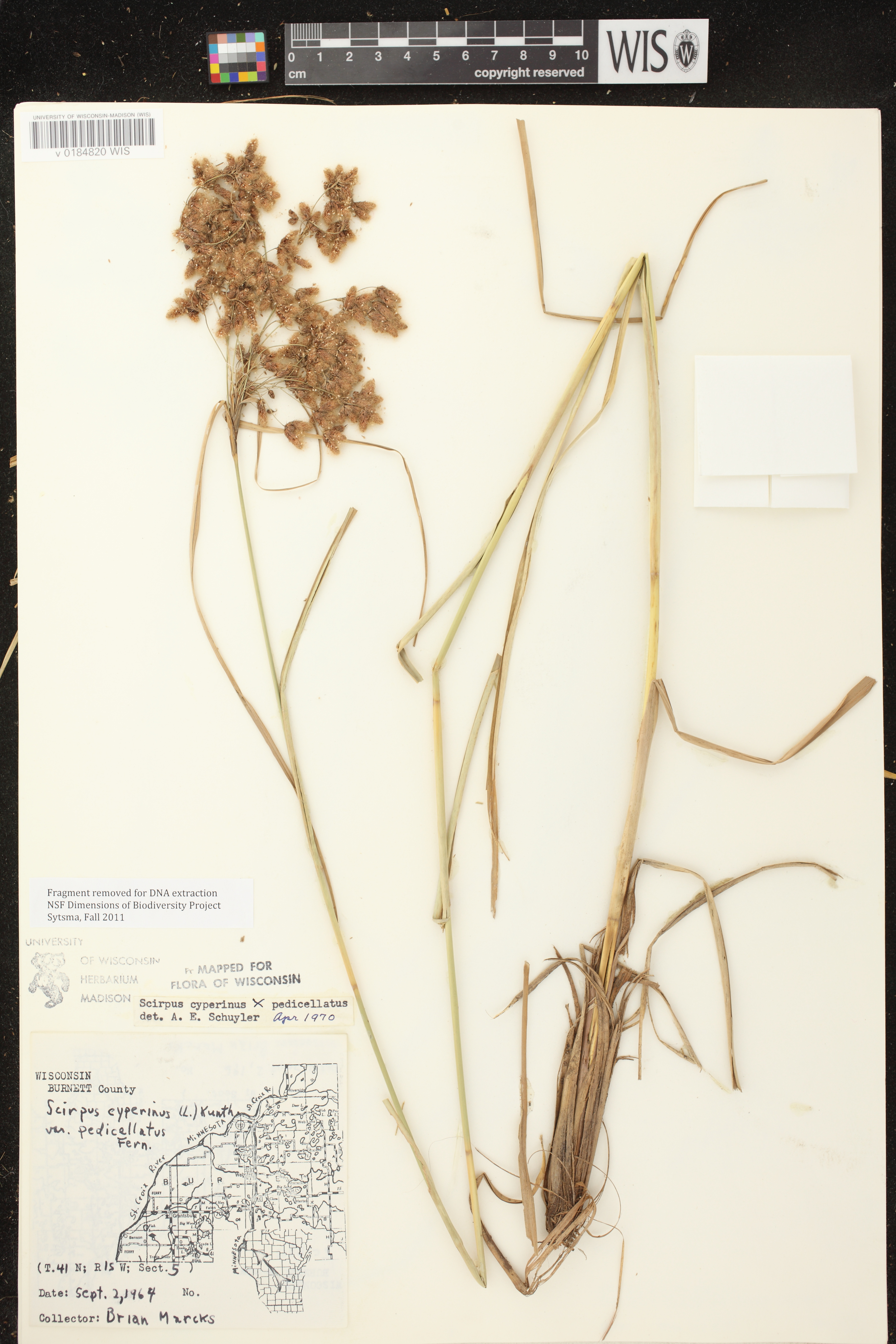 Image of Scirpus cyperinus x s. pedicellatus