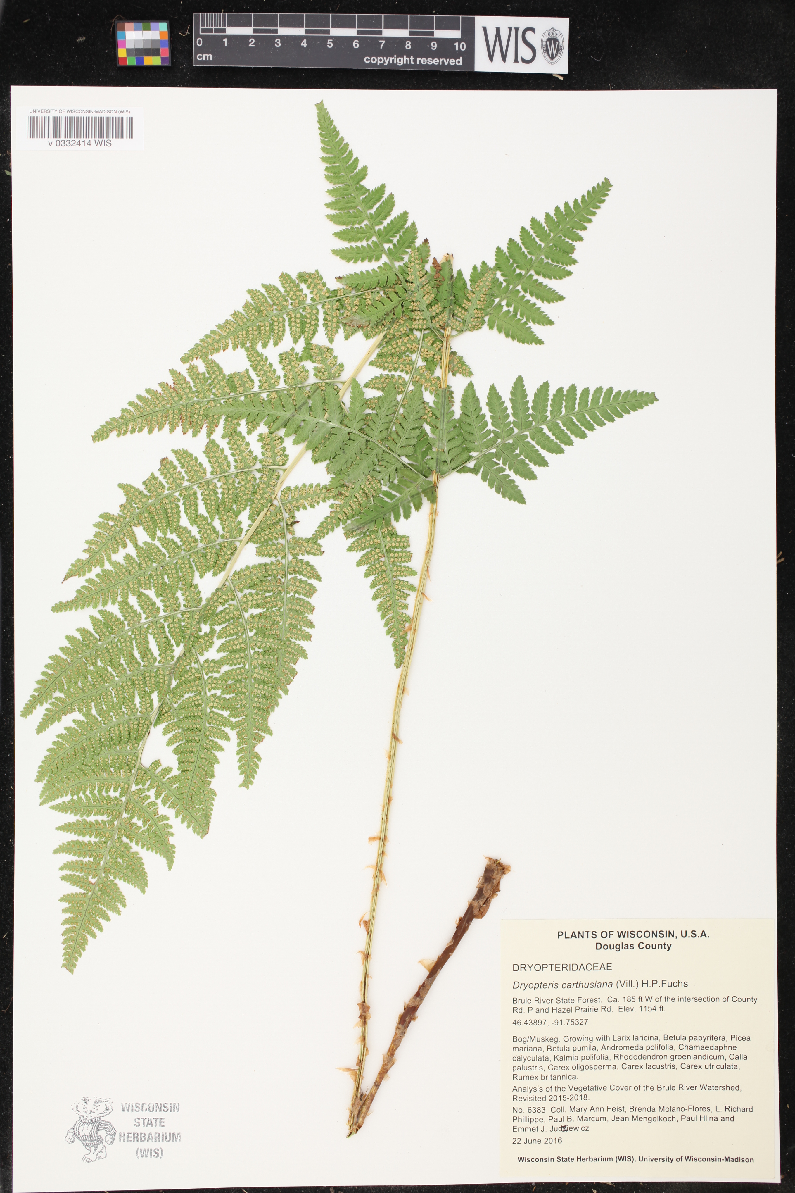 Dryopteris carthusiana image