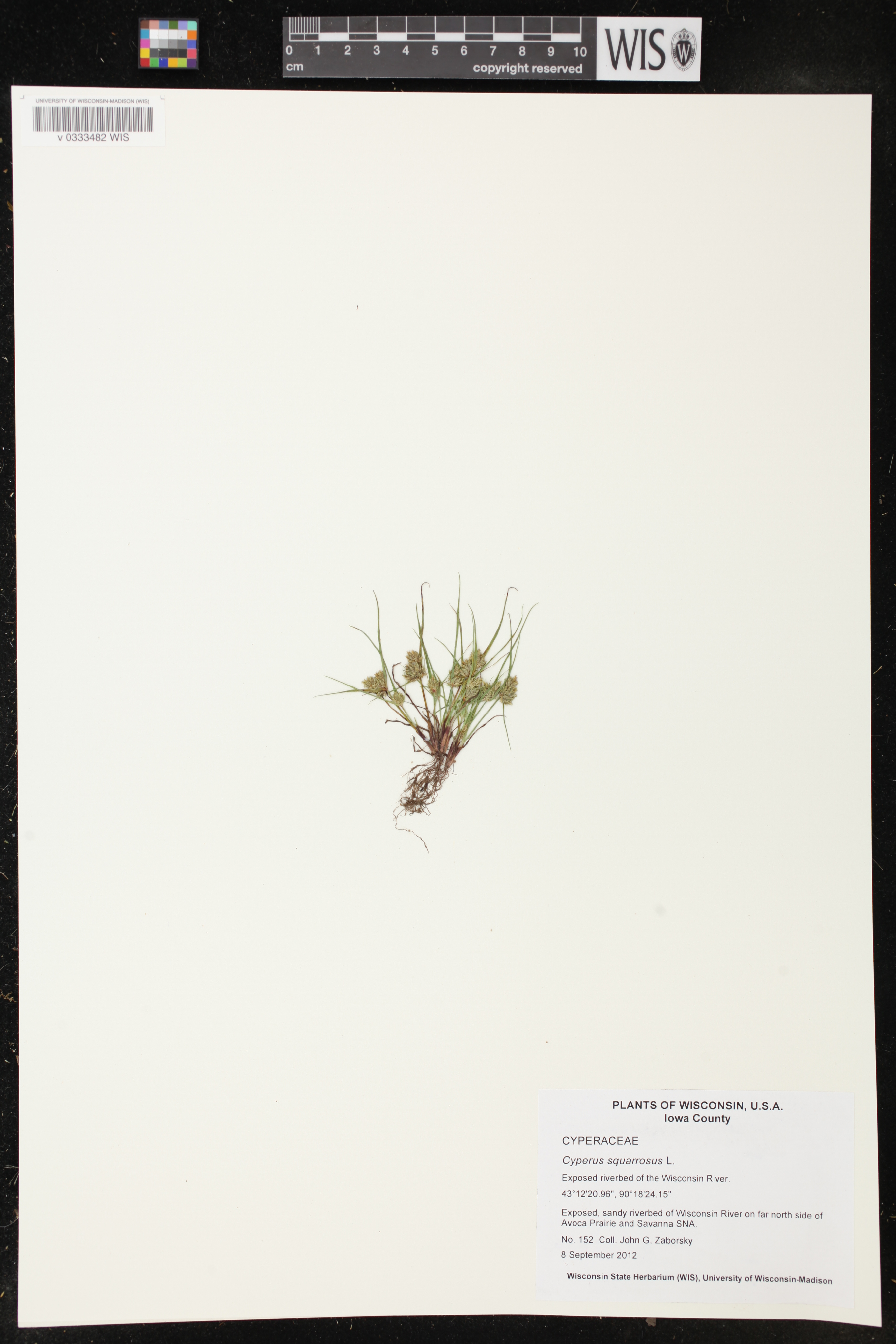 Cyperus squarrosus image