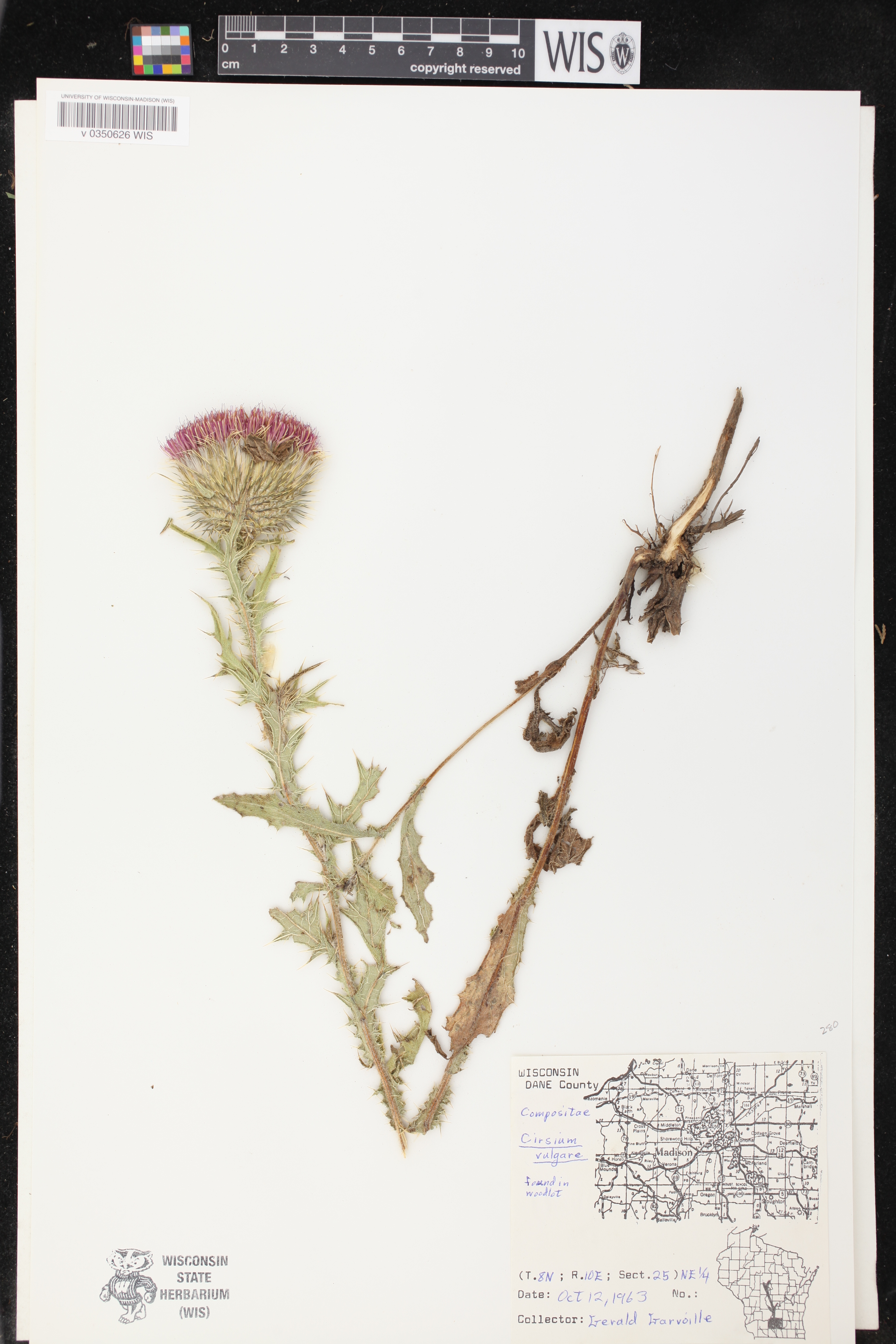Cirsium vulgare image