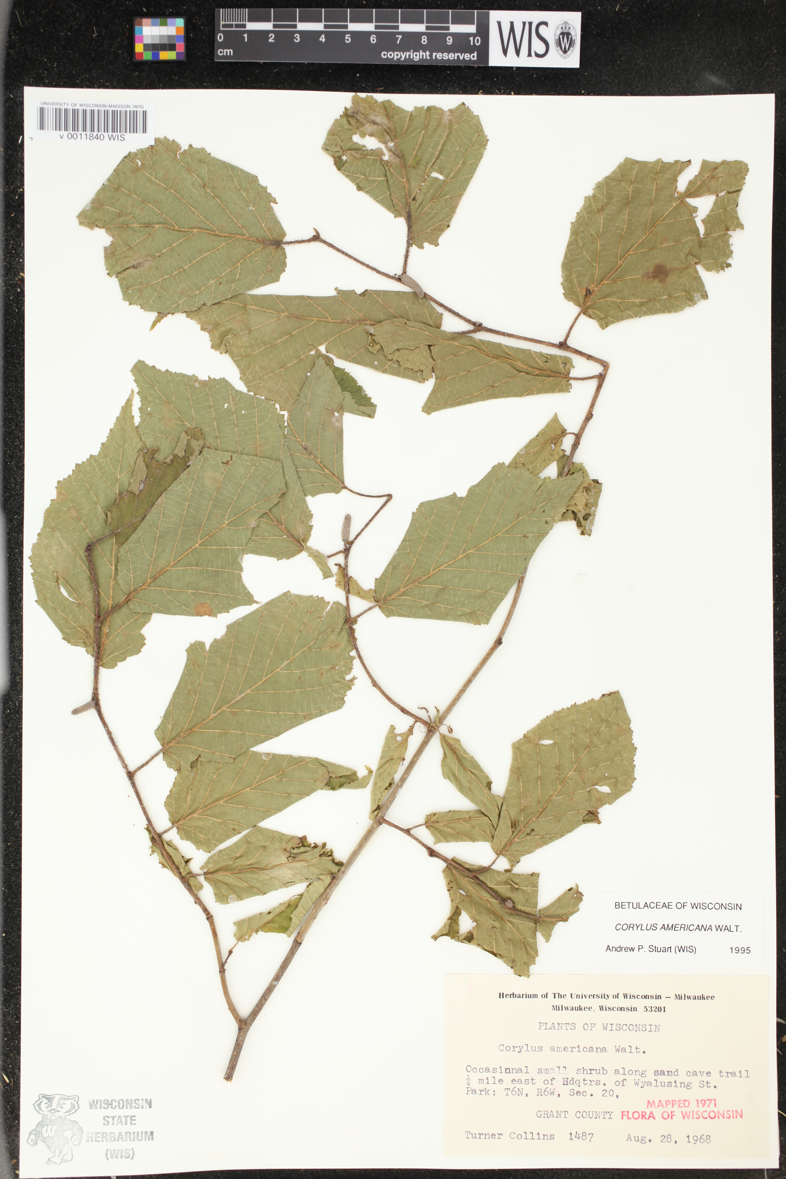 Corylus americana image