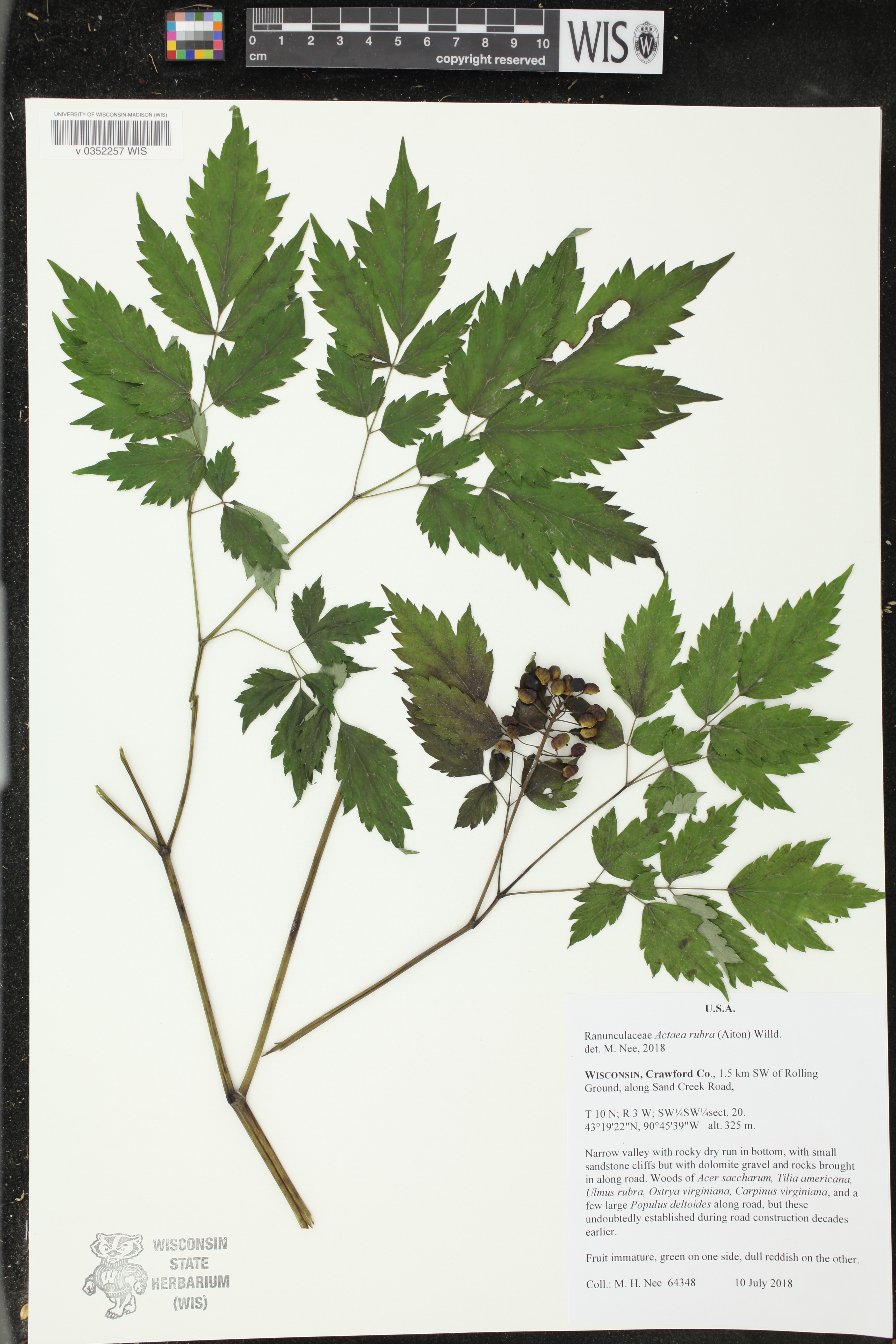 Actaea rubra image