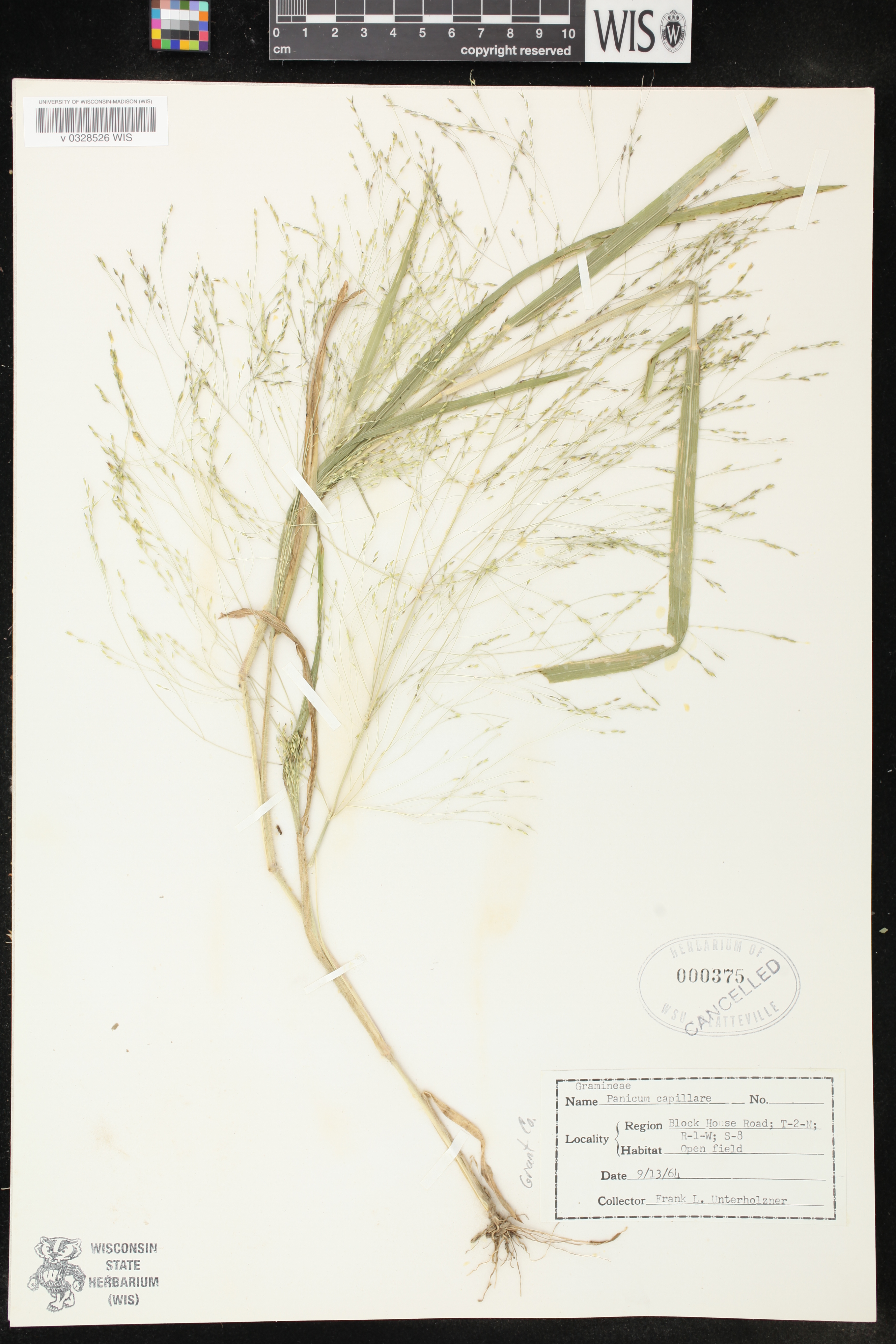 Panicum capillare subsp. capillare image
