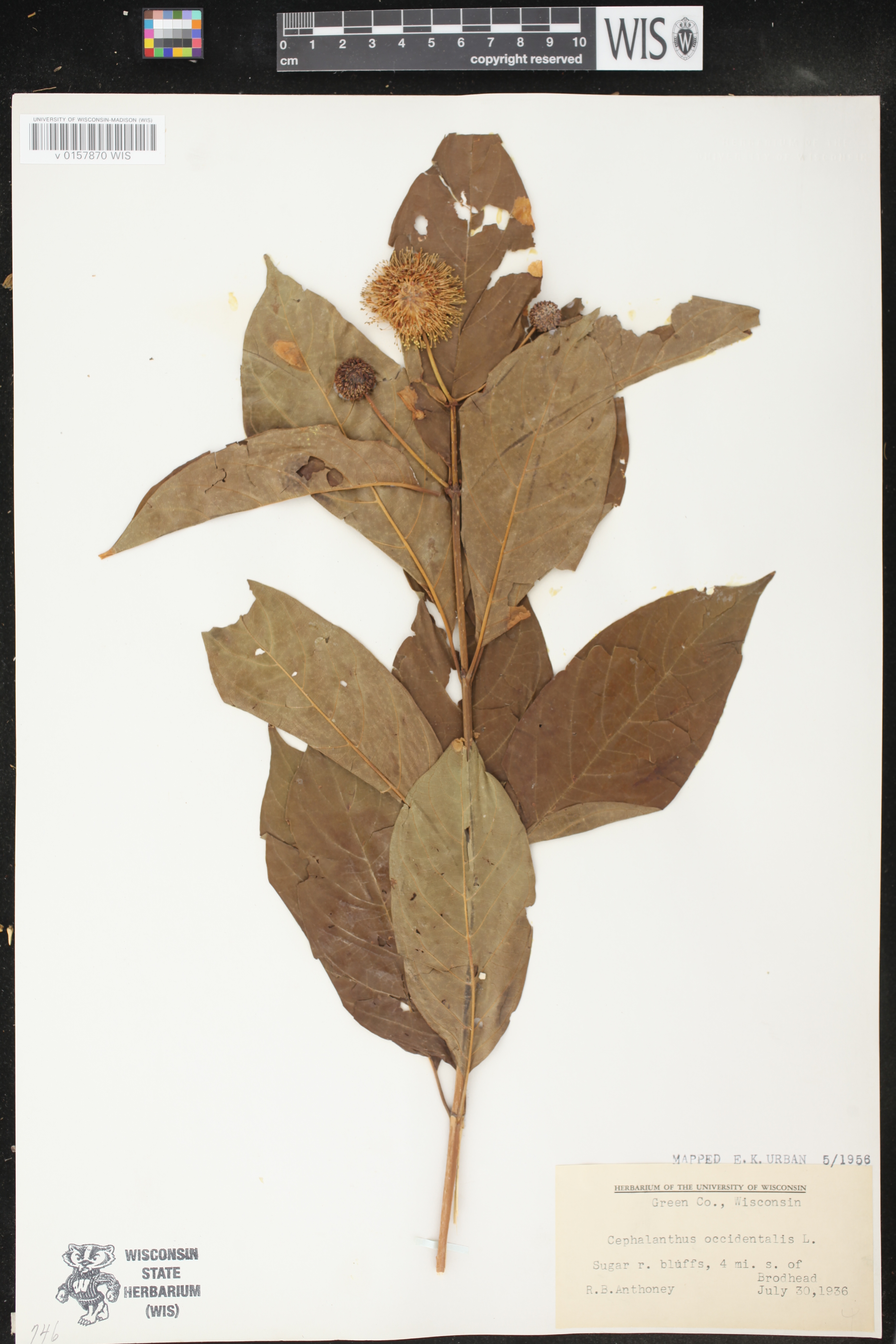 Cephalanthus occidentalis image