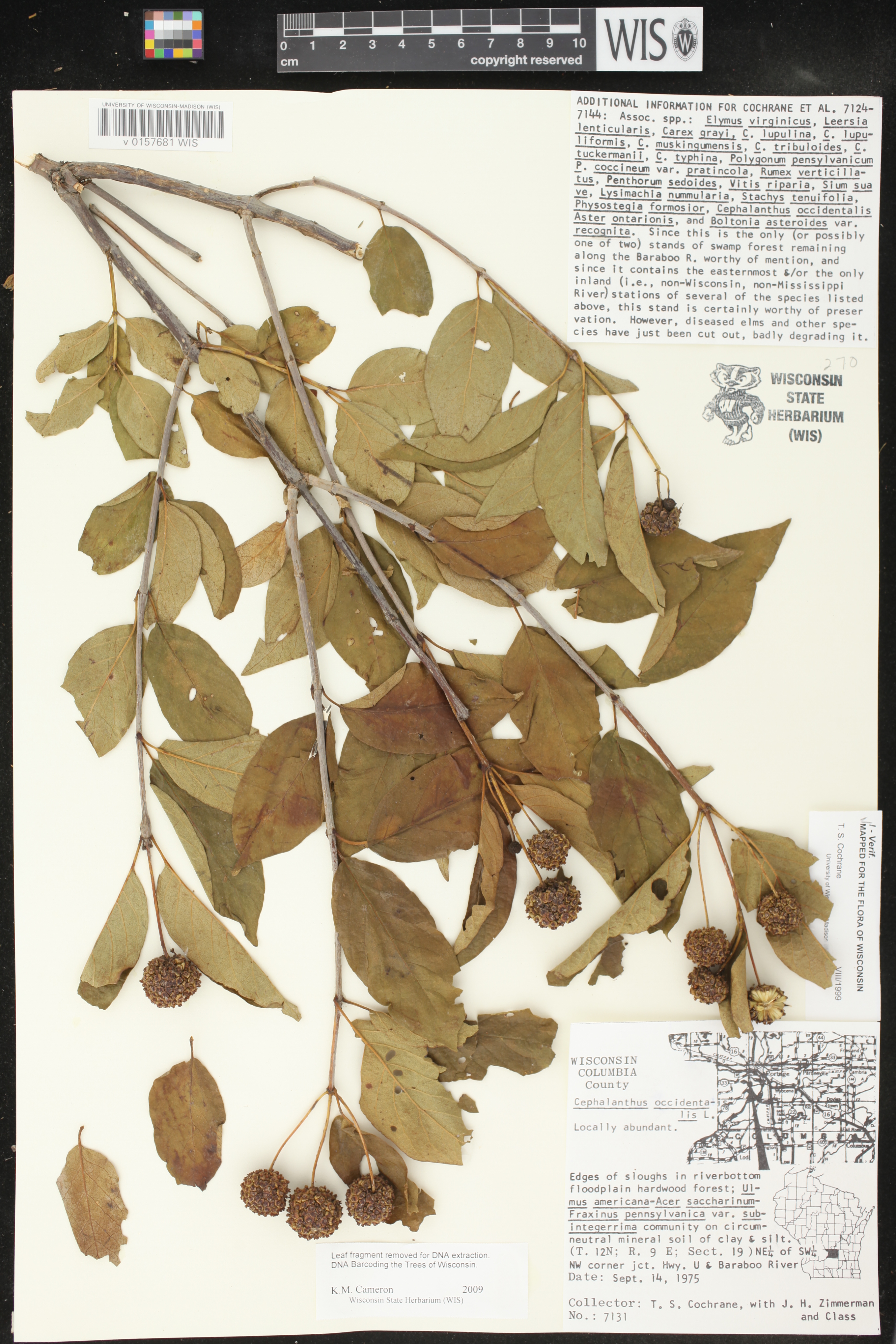 Cephalanthus occidentalis image