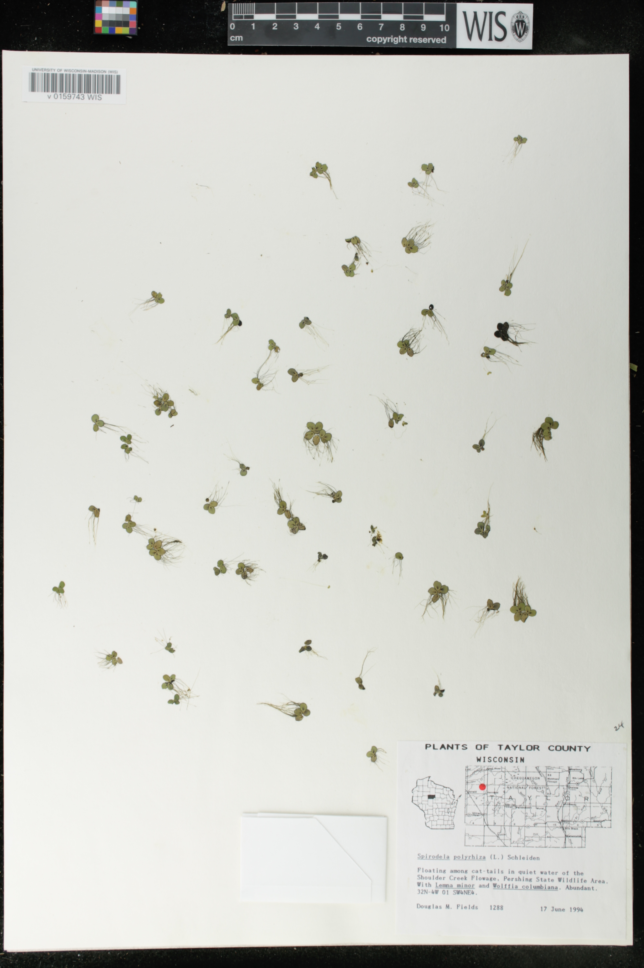 Spirodela polyrrhiza image