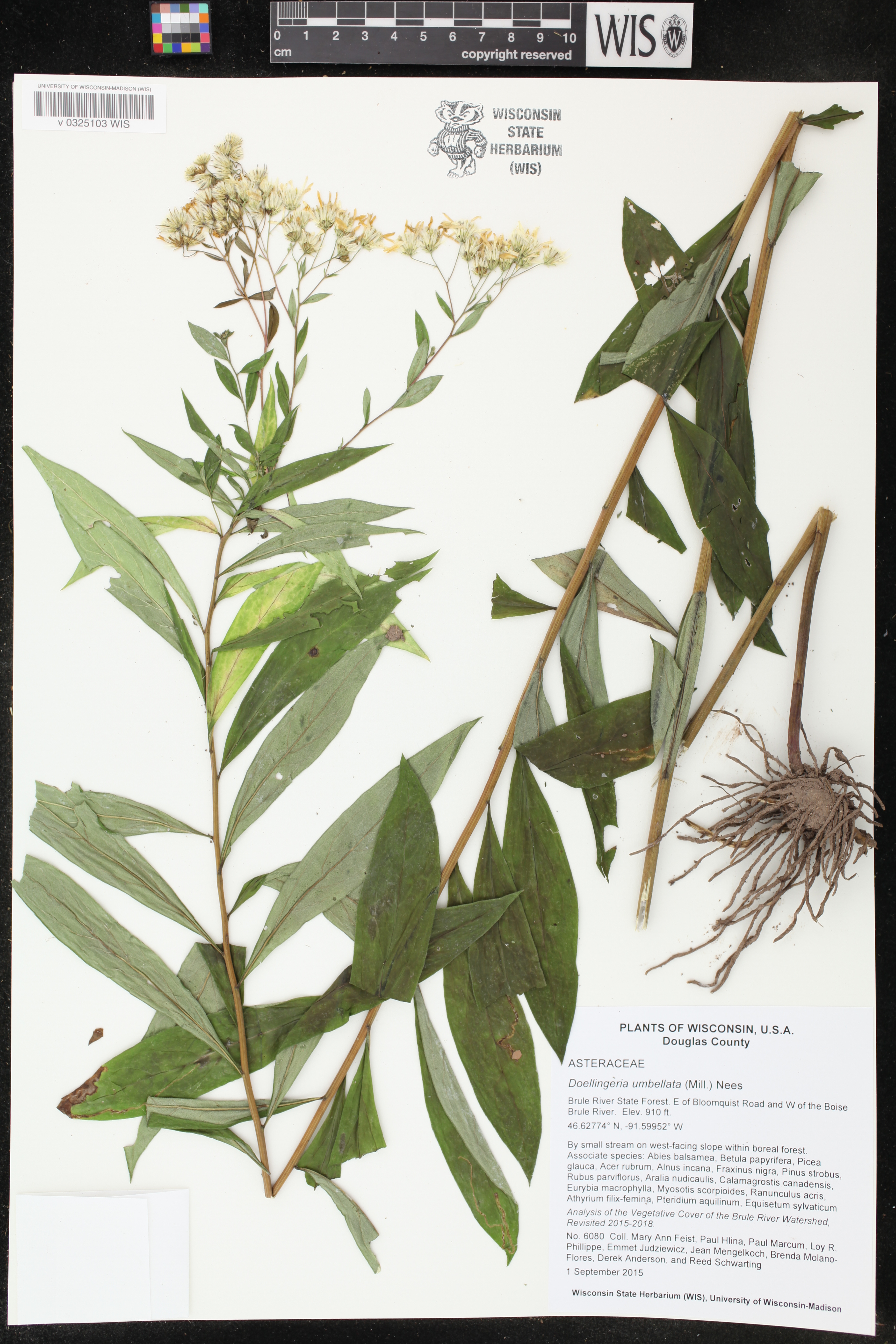 Doellingeria umbellata image