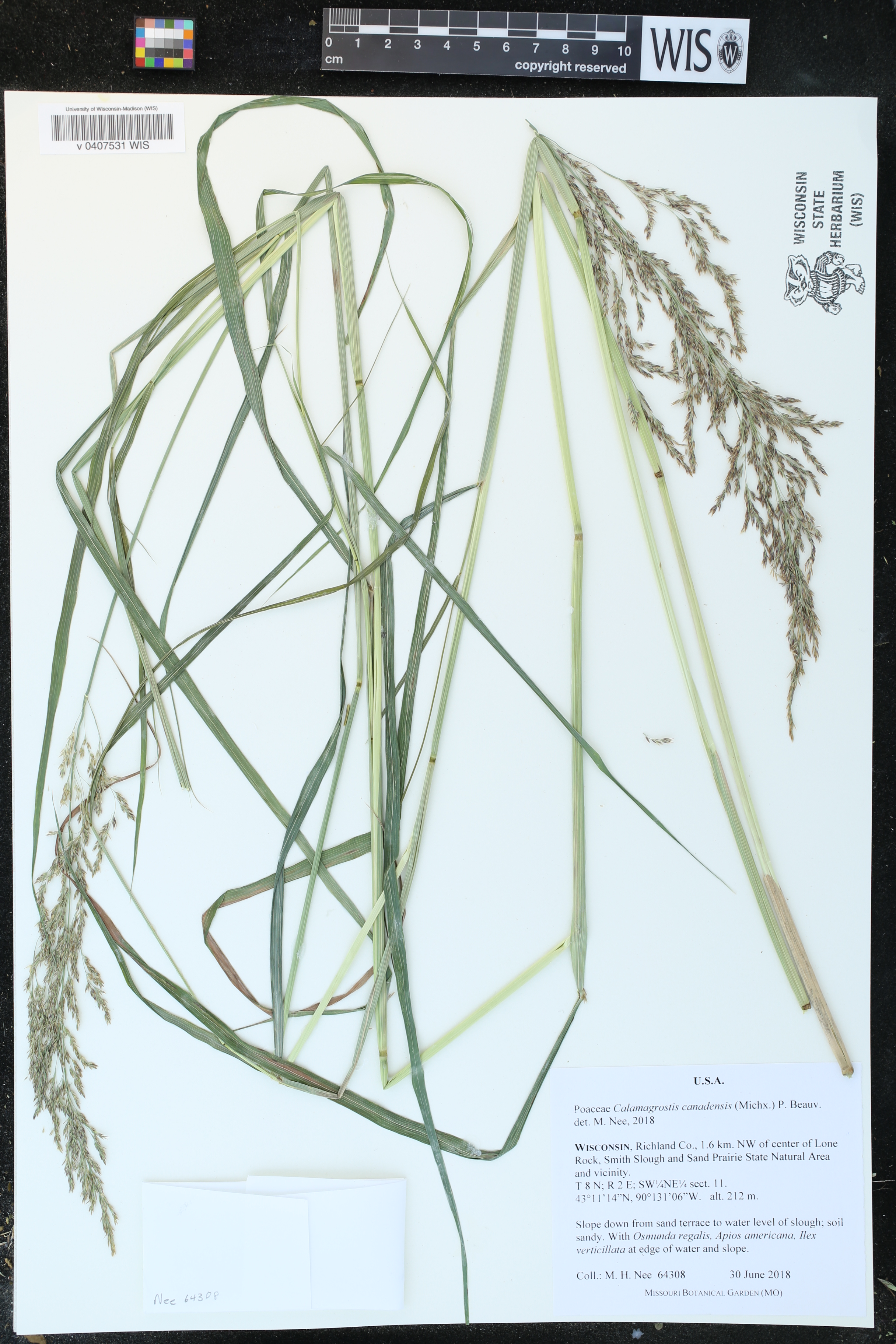 Calamagrostis canadensis image