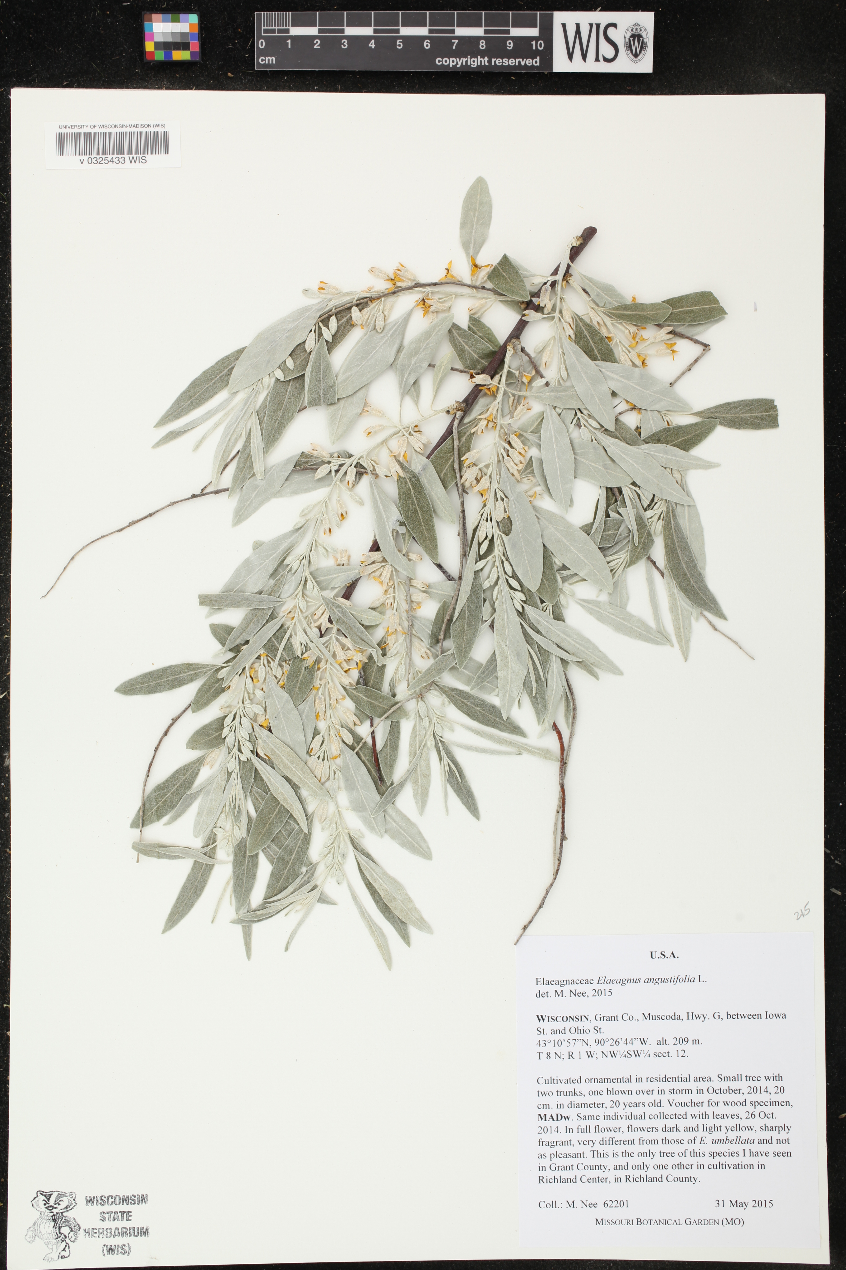 Elaeagnus angustifolia image