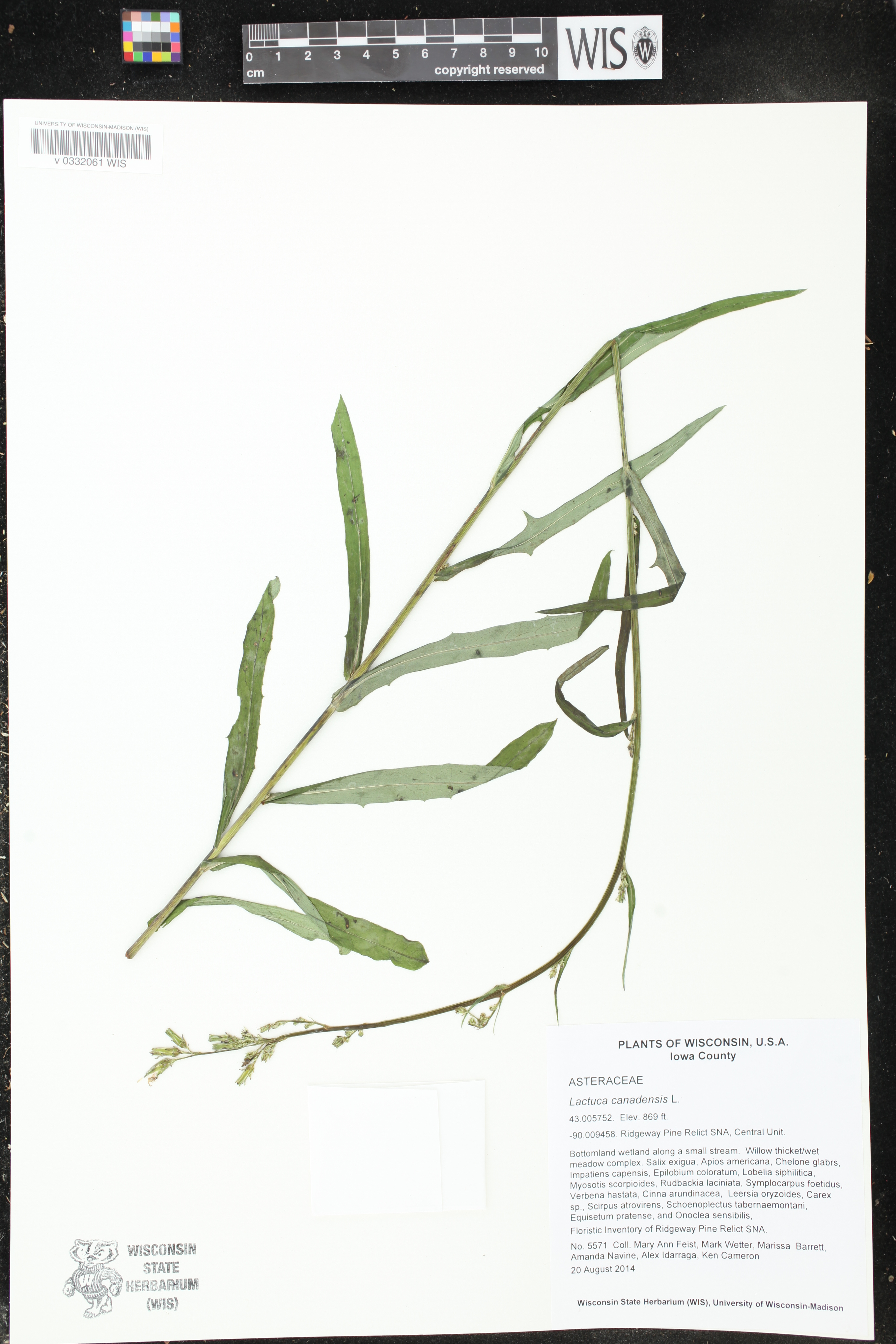 Lactuca canadensis image