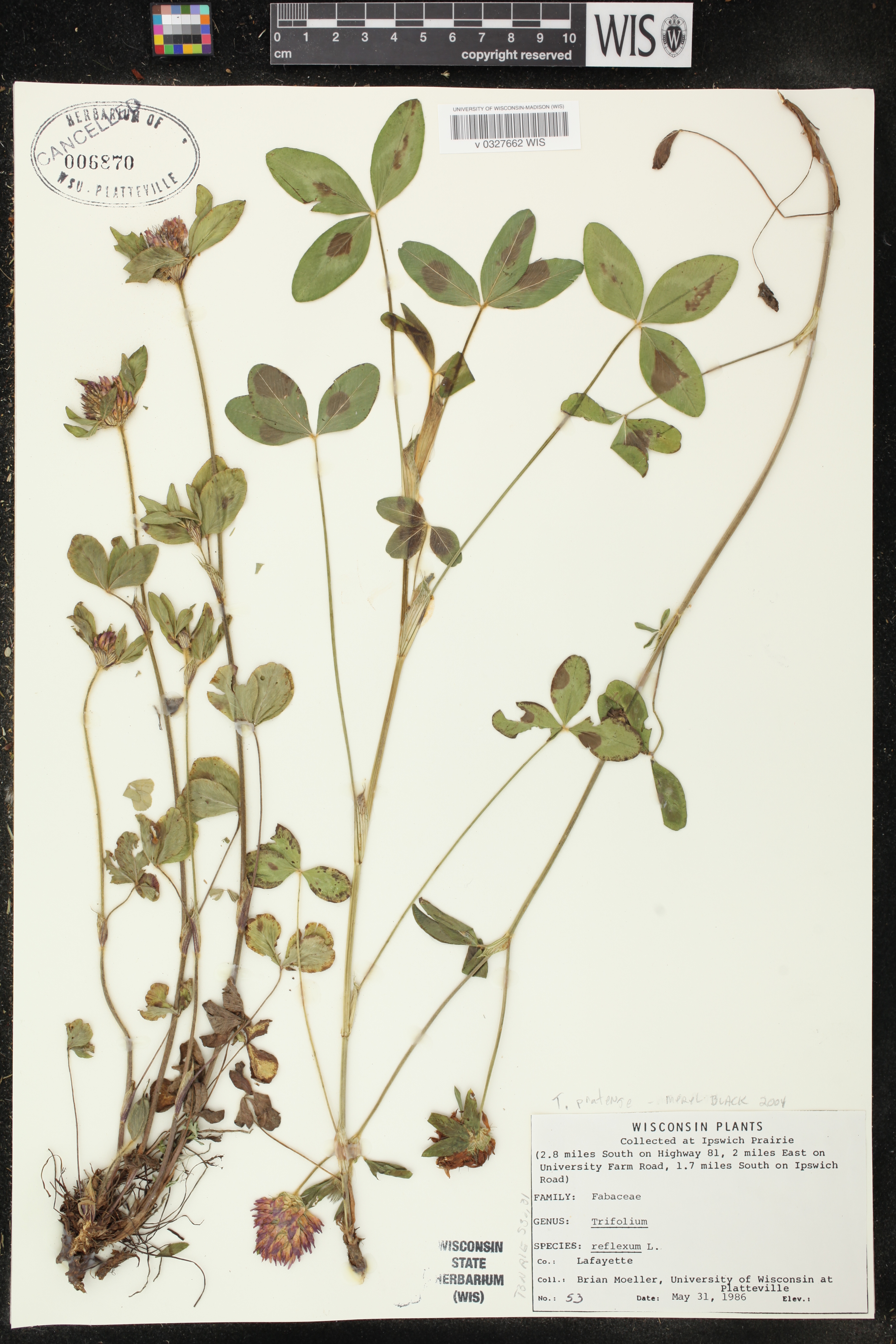 Trifolium pratense image
