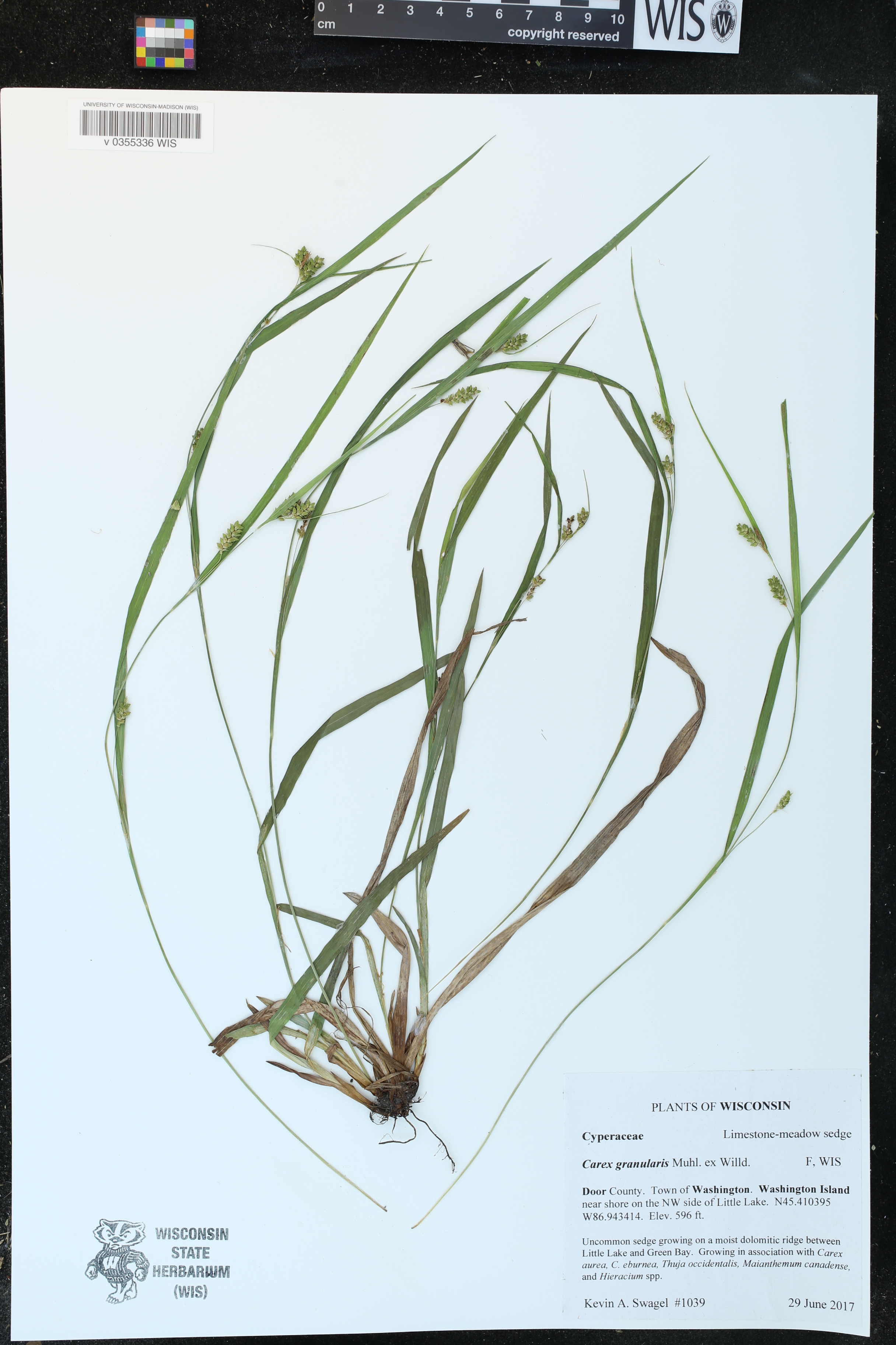 Carex granularis image